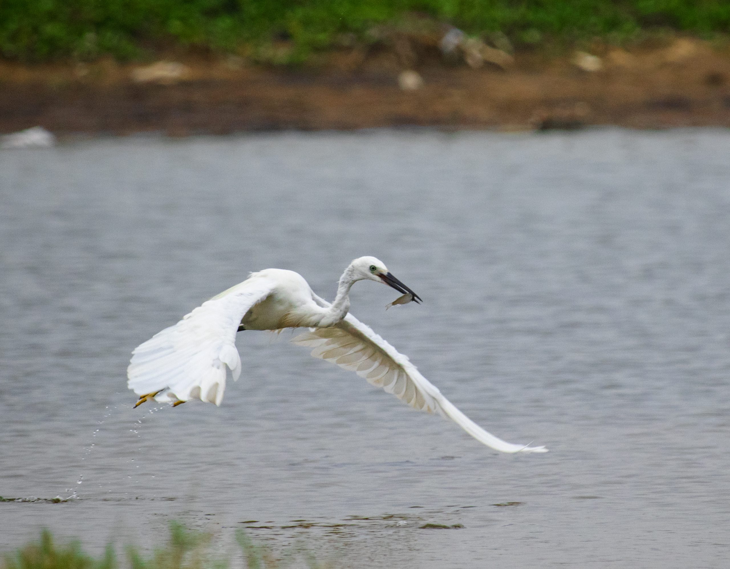 Egret with a catch