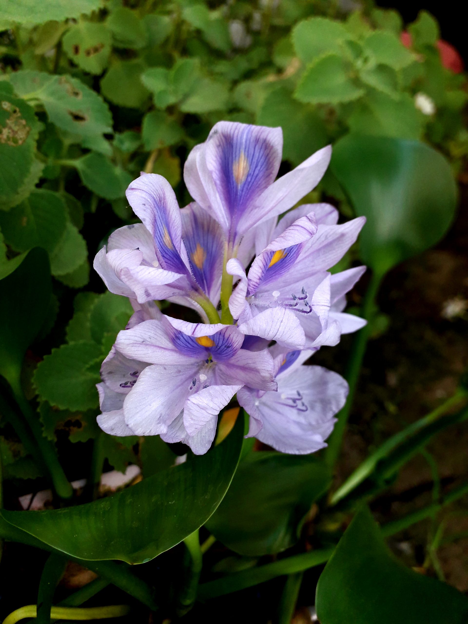 water hyacinth flower