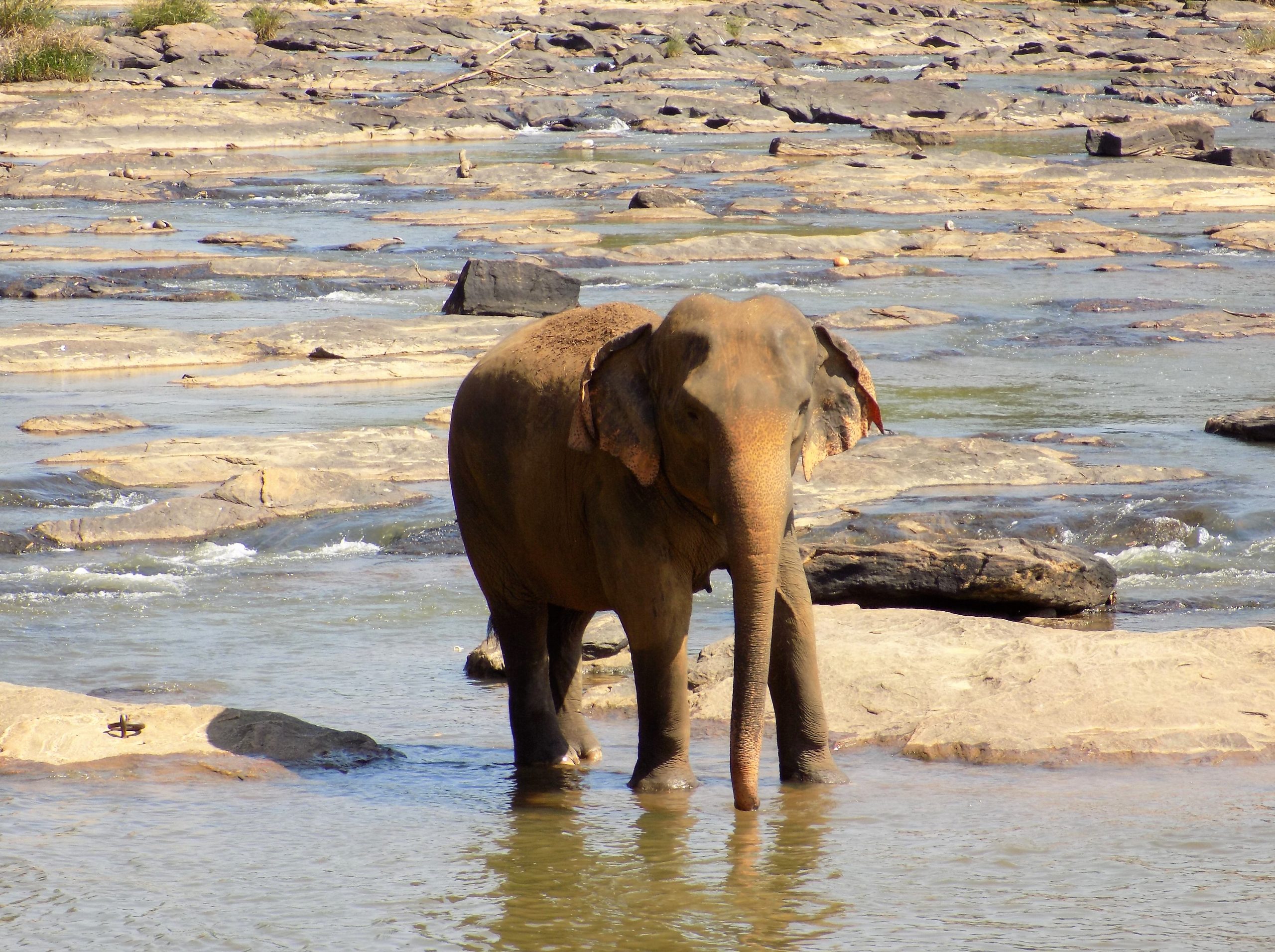 Elephant in the River