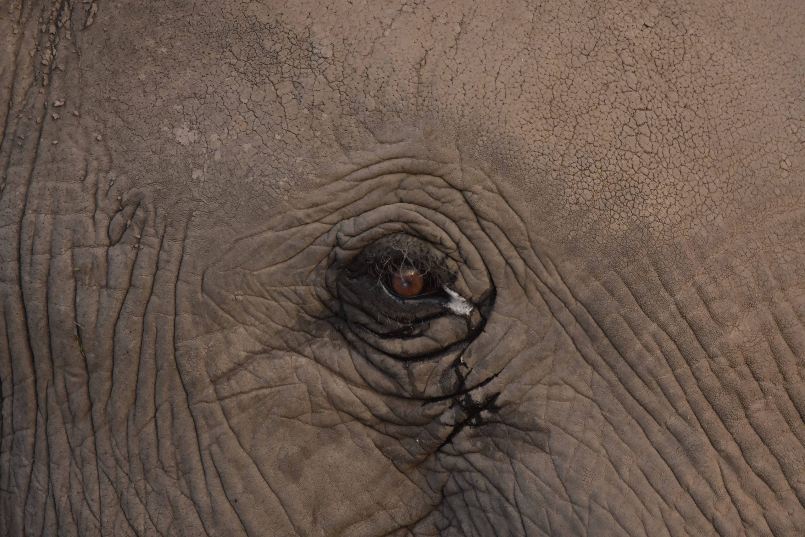 Elephant's eye