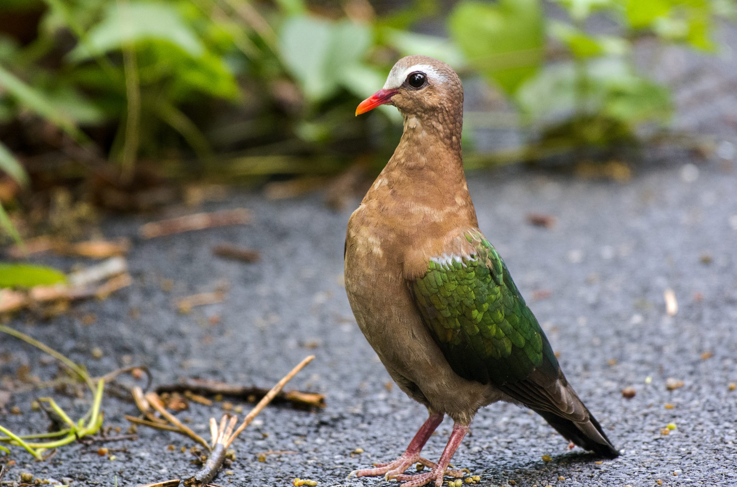 emerald doe bird