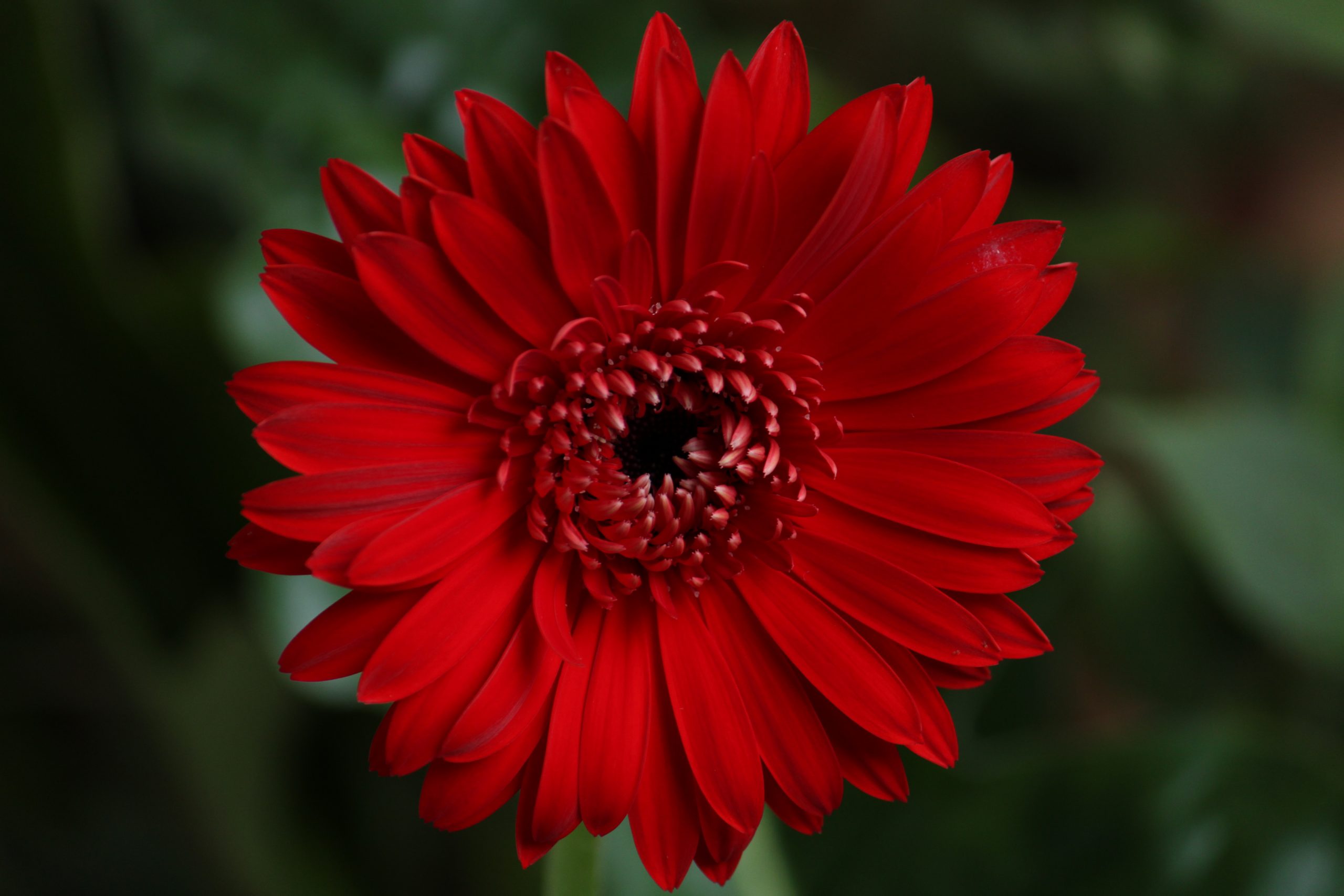 Beautiful red flower