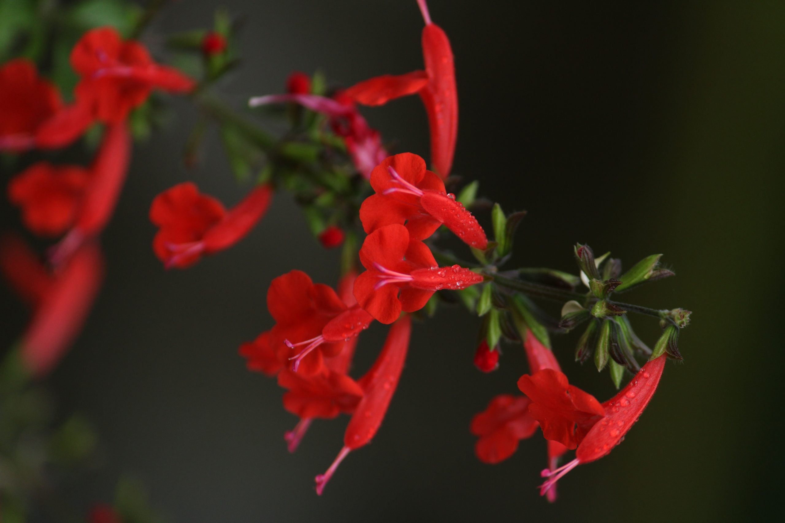 Beautiful red flowers