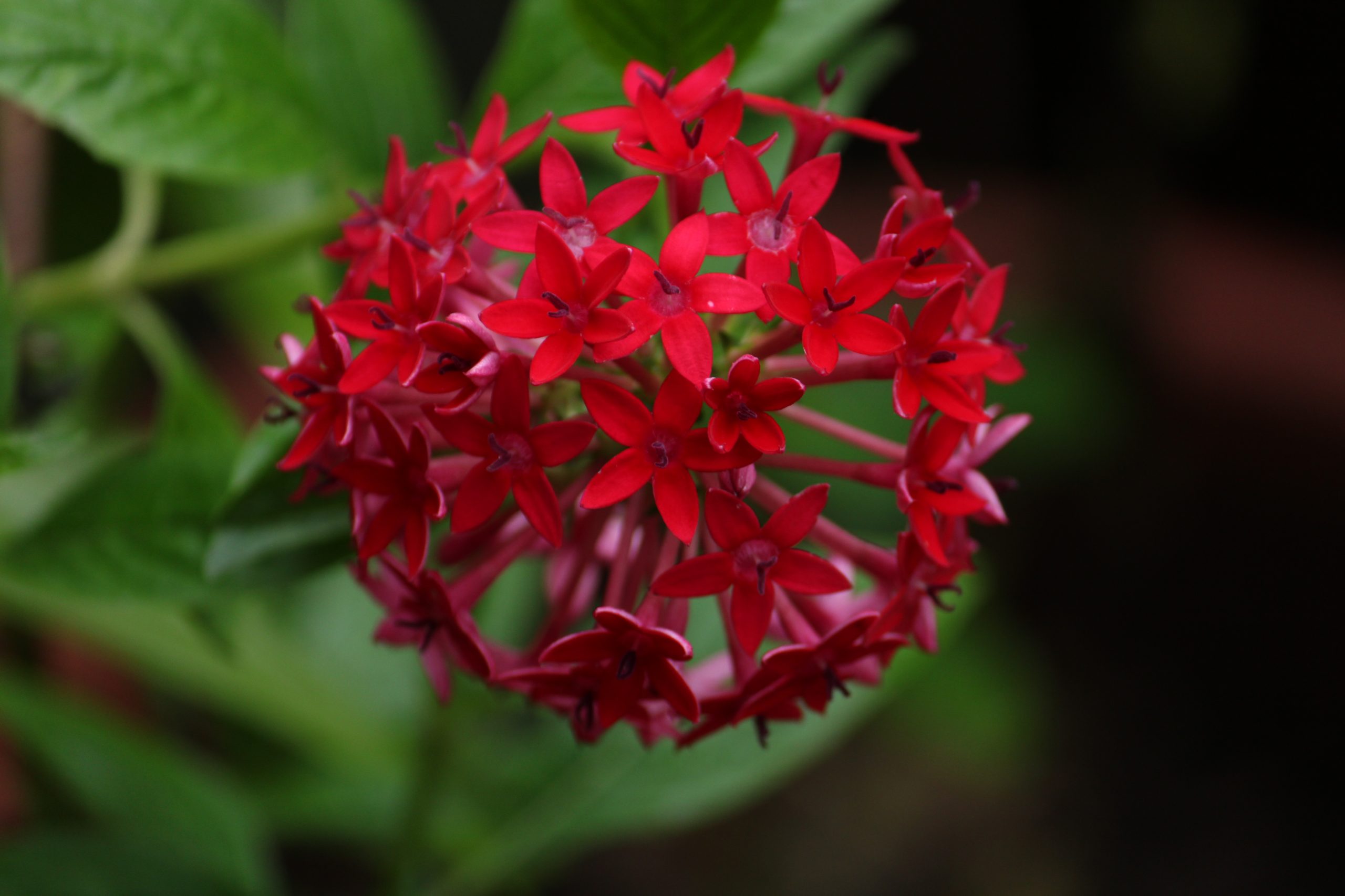 close up of flower