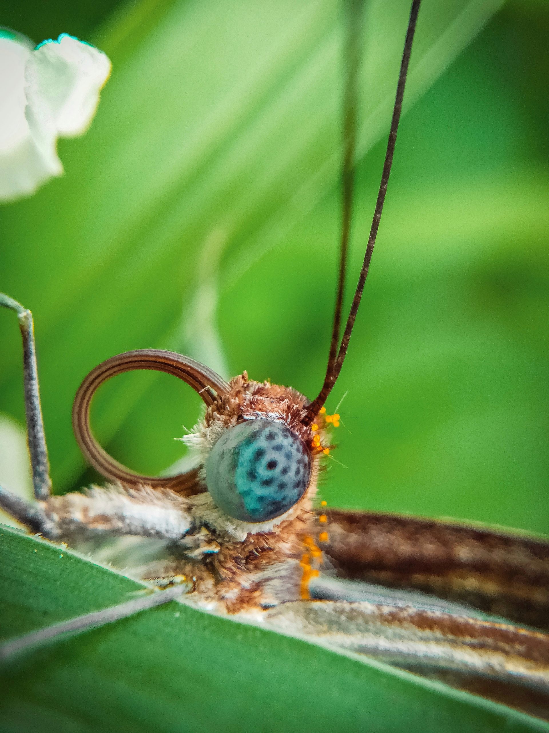 Eye of a butterfly