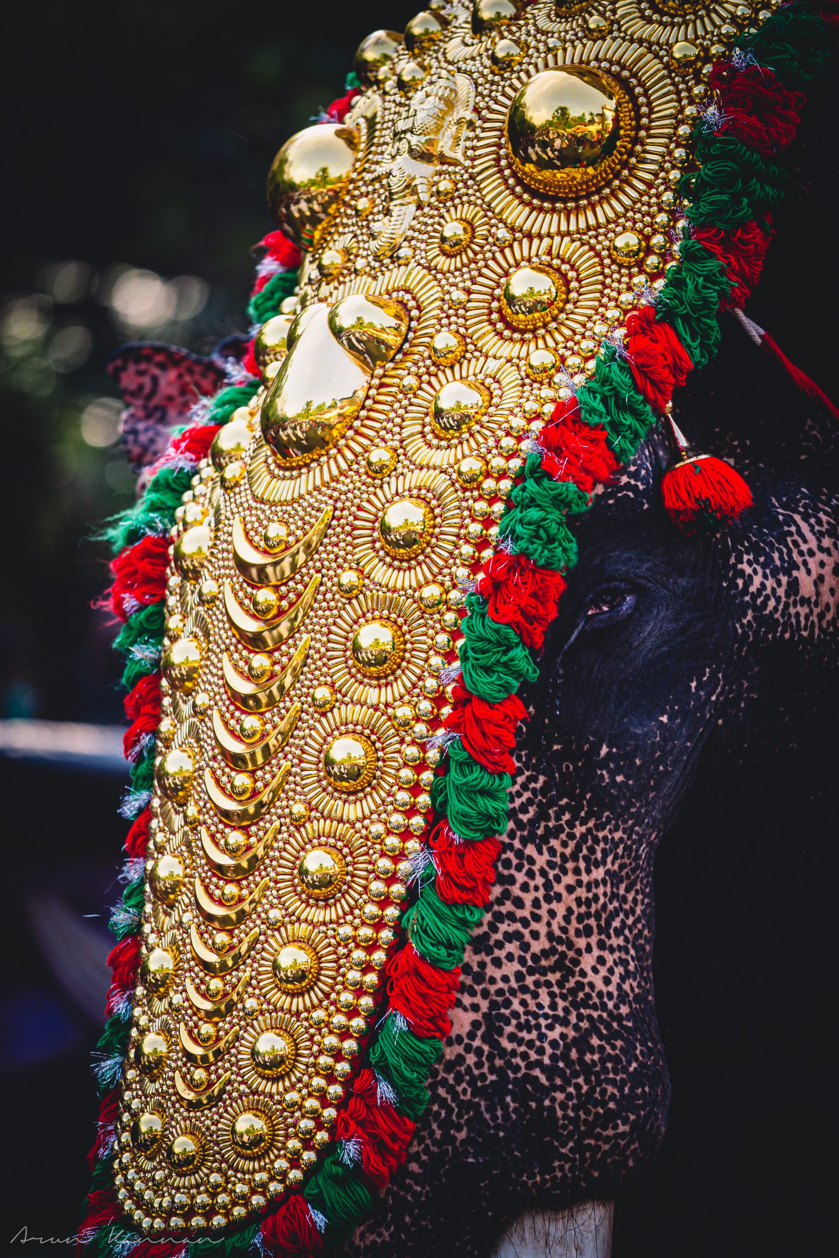 Indian elephant festival