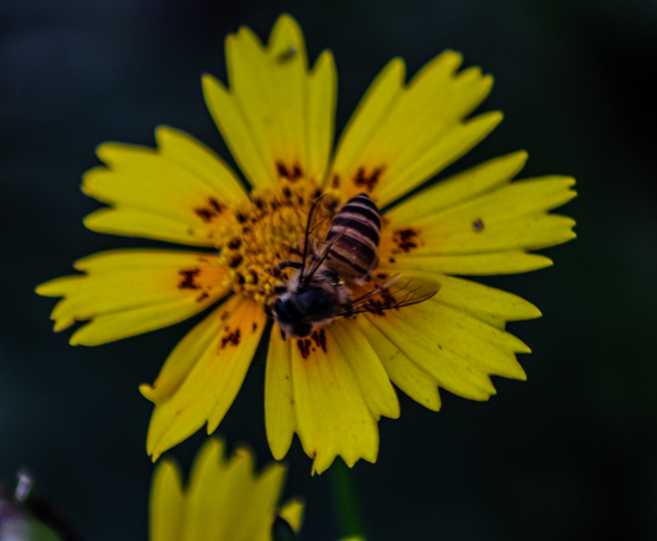 Honey bee on yellow flower