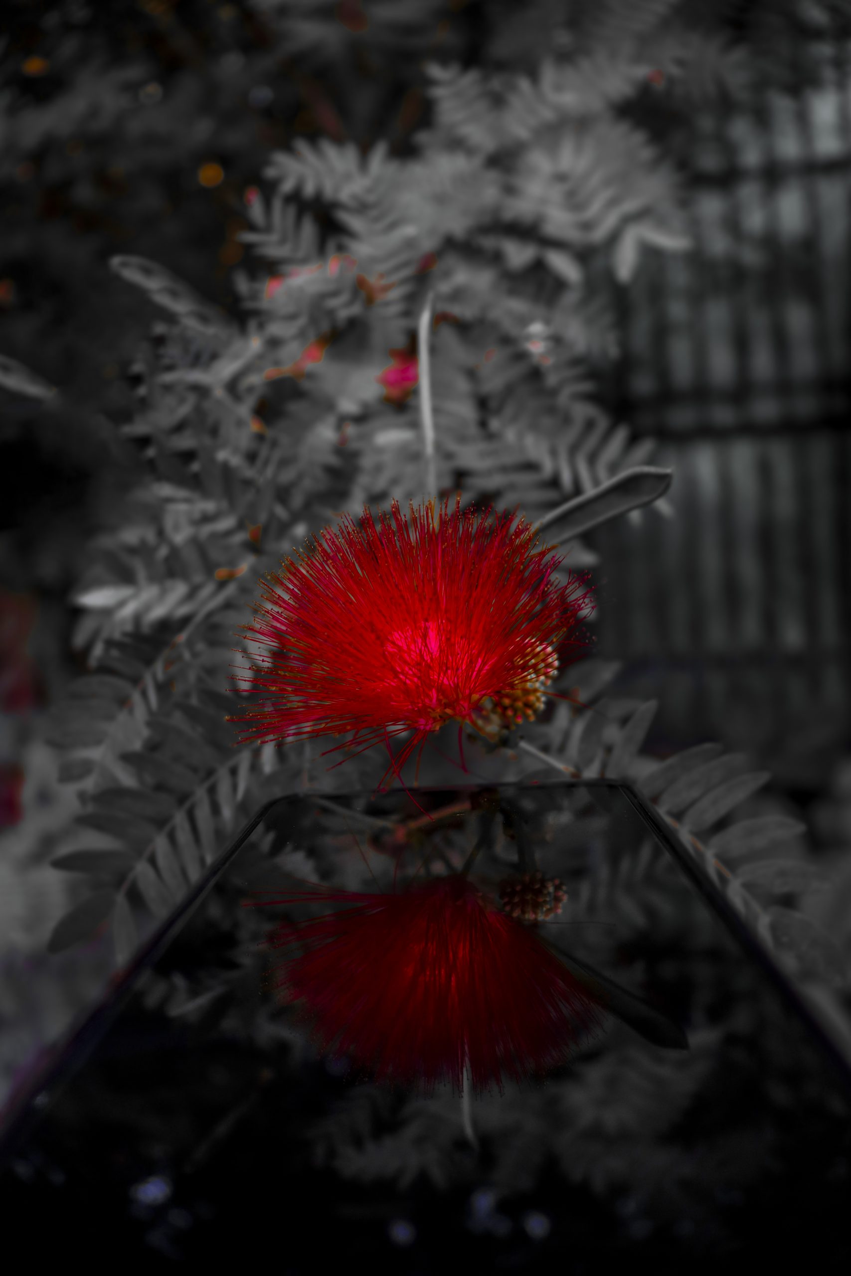 Red flower in the dark