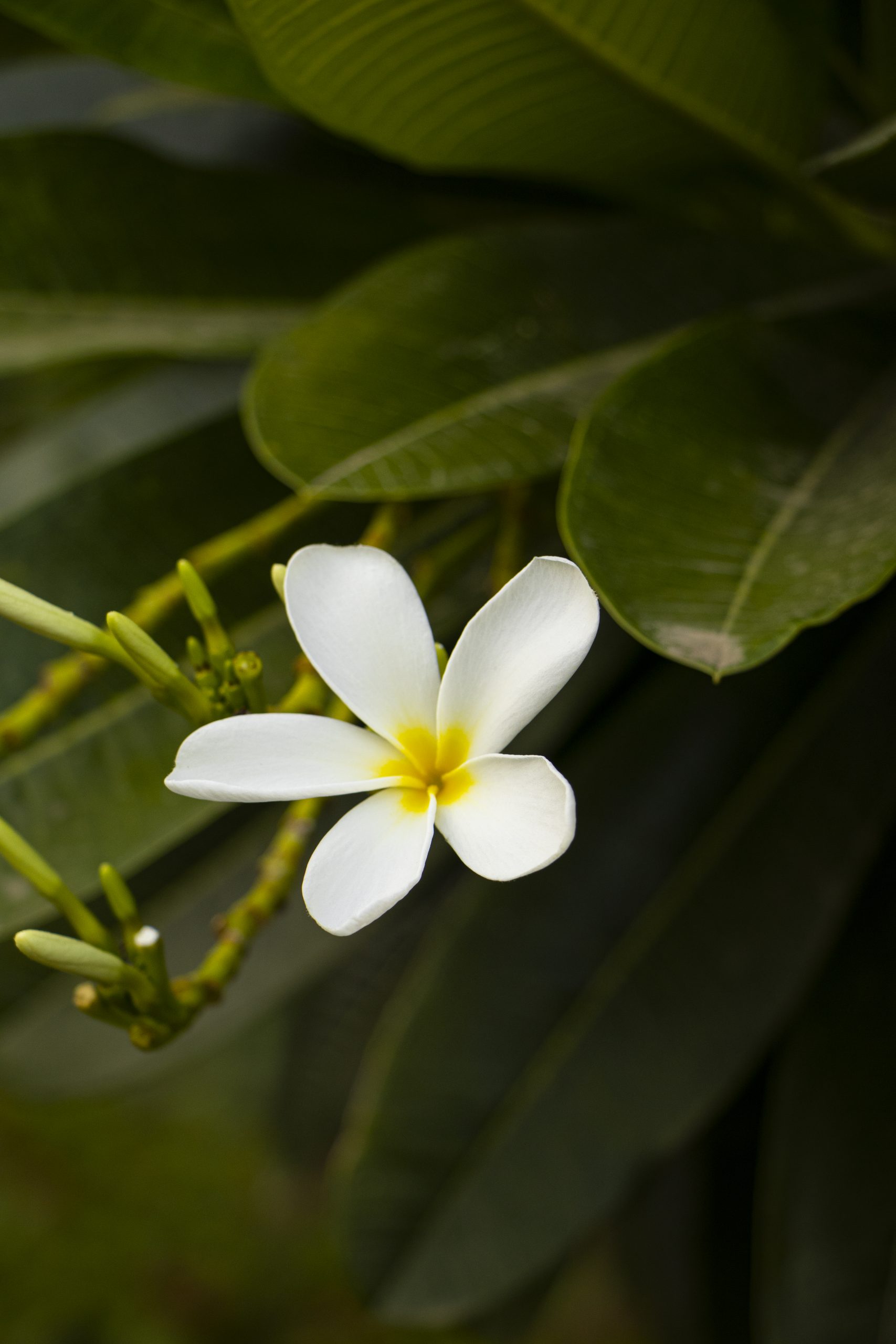 Shining White Flower