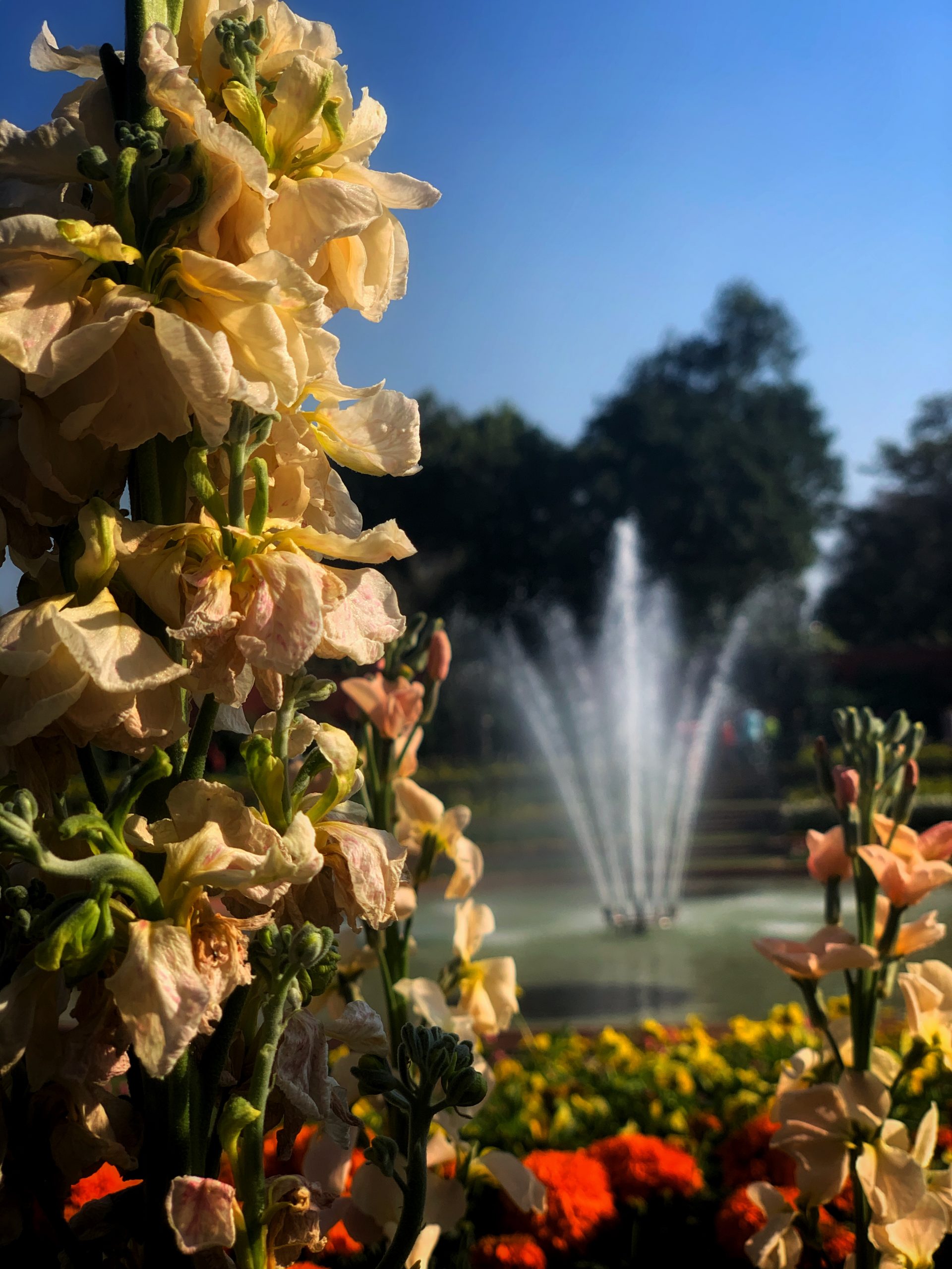 flowers and fountain