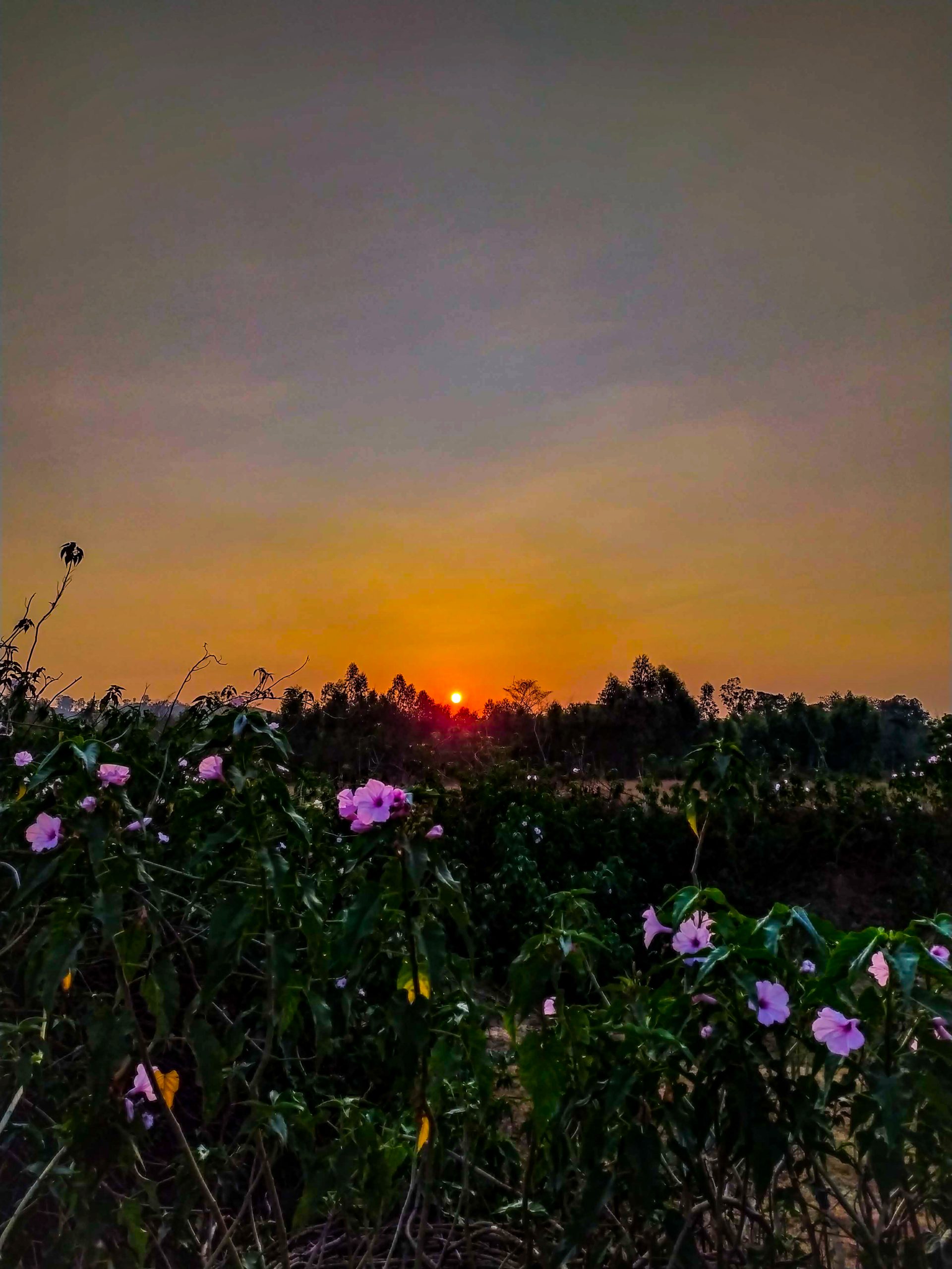 sunset view from a meadow