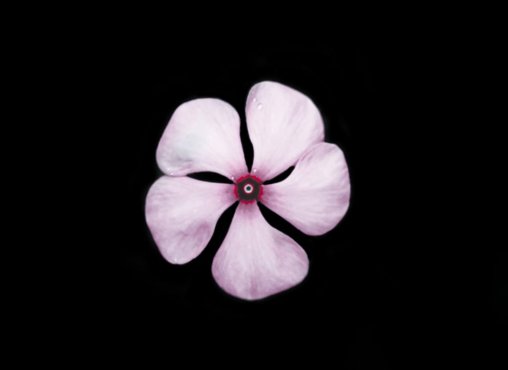 Fading Pink Flower - PixaHive