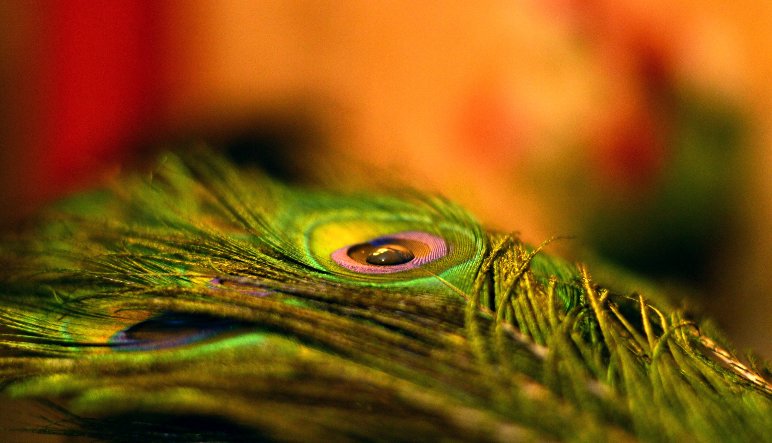 Feather of a peacock