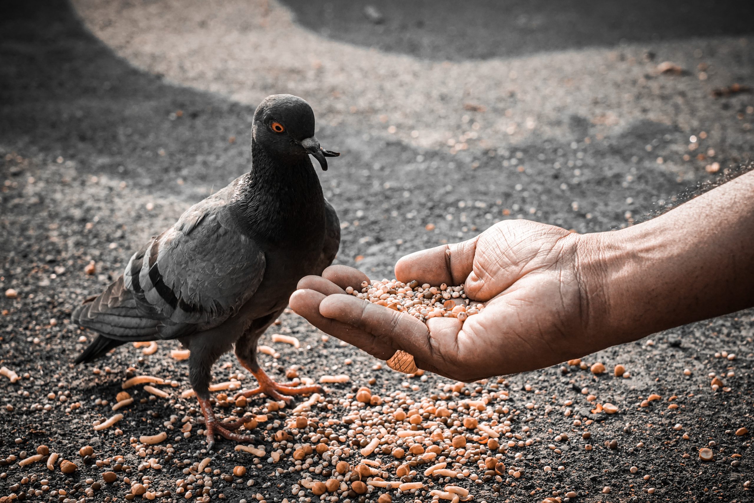 Feeding a pigeon