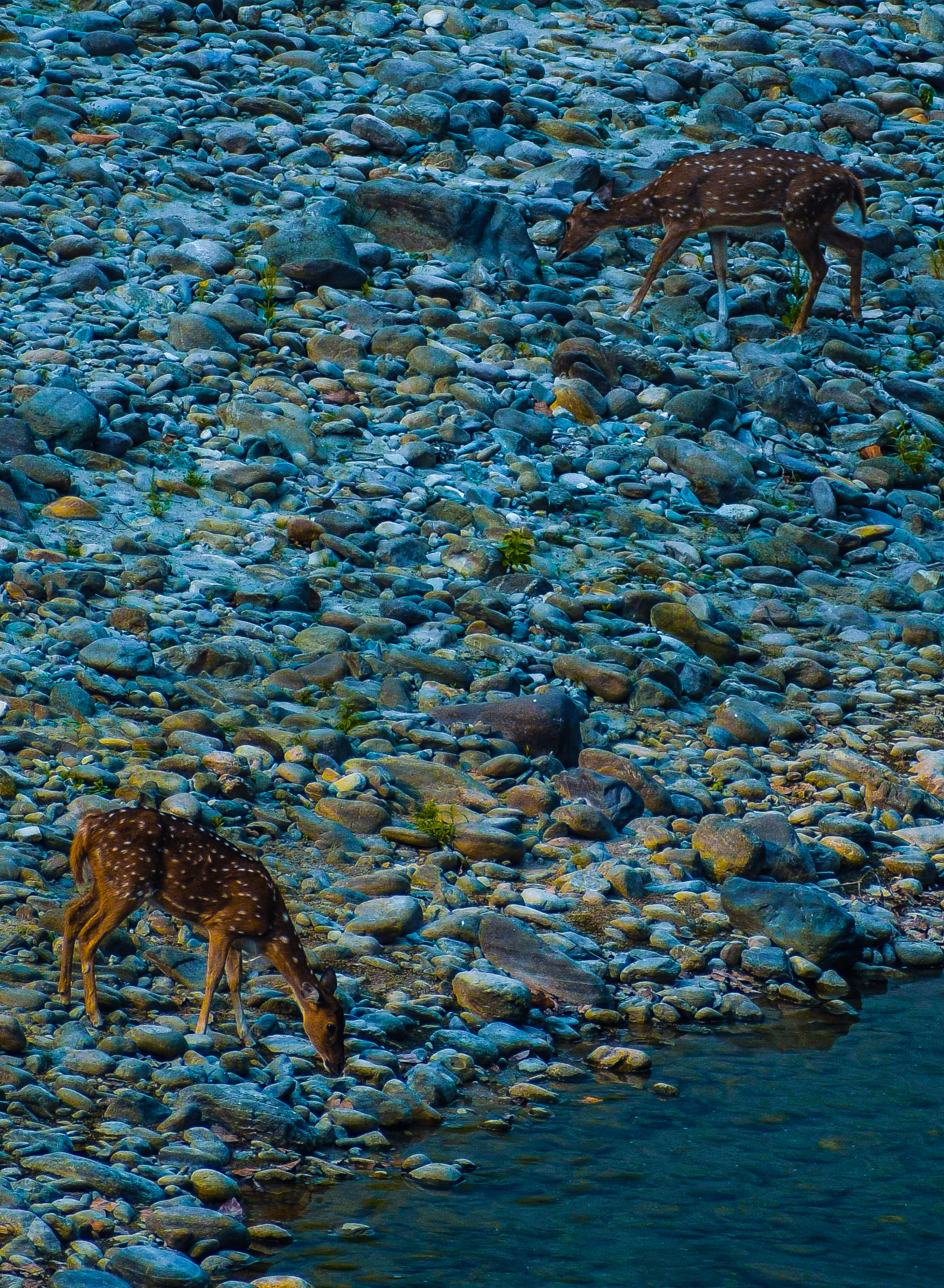 Female Chital or spotted deer near the river