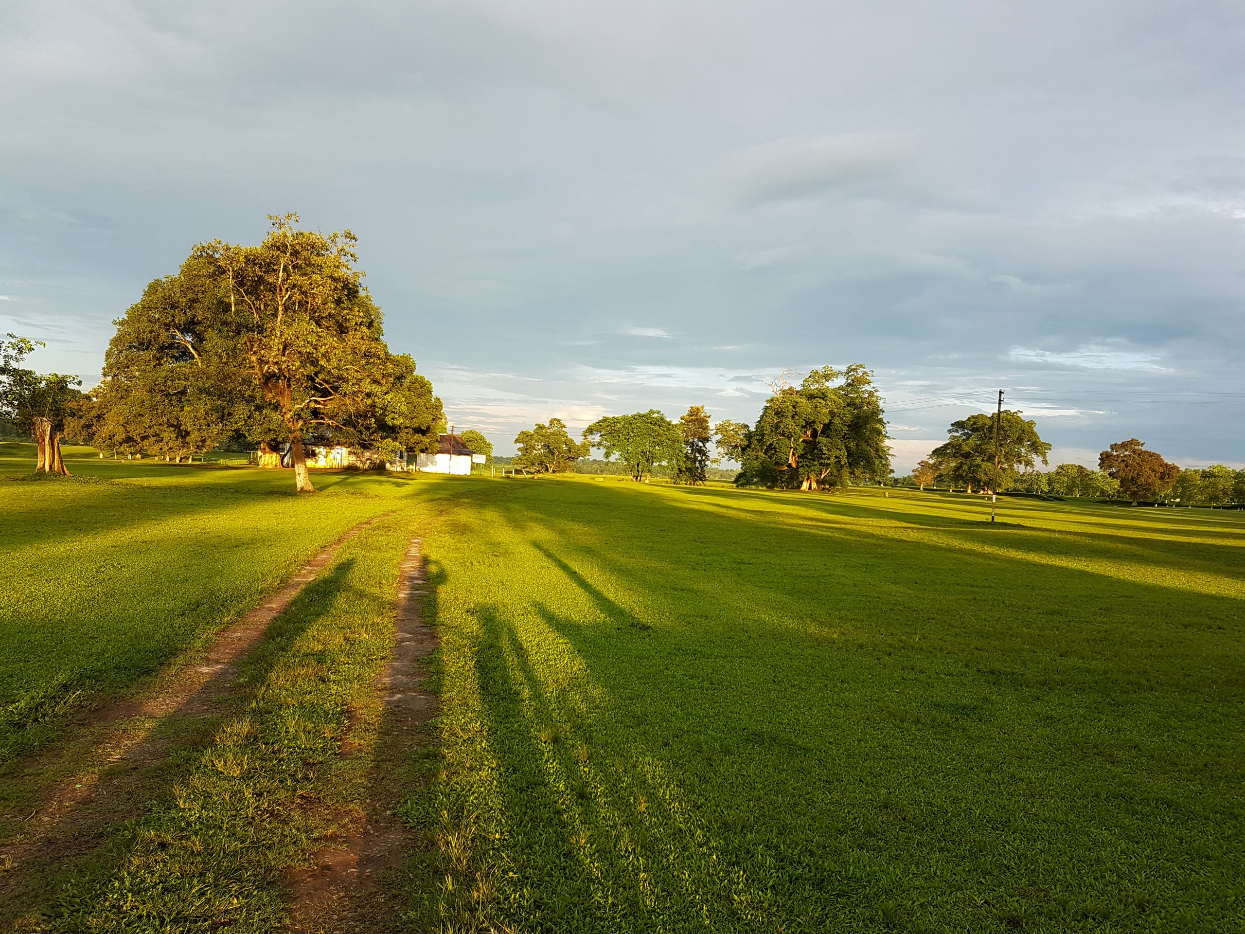 Field that surrounds a trees