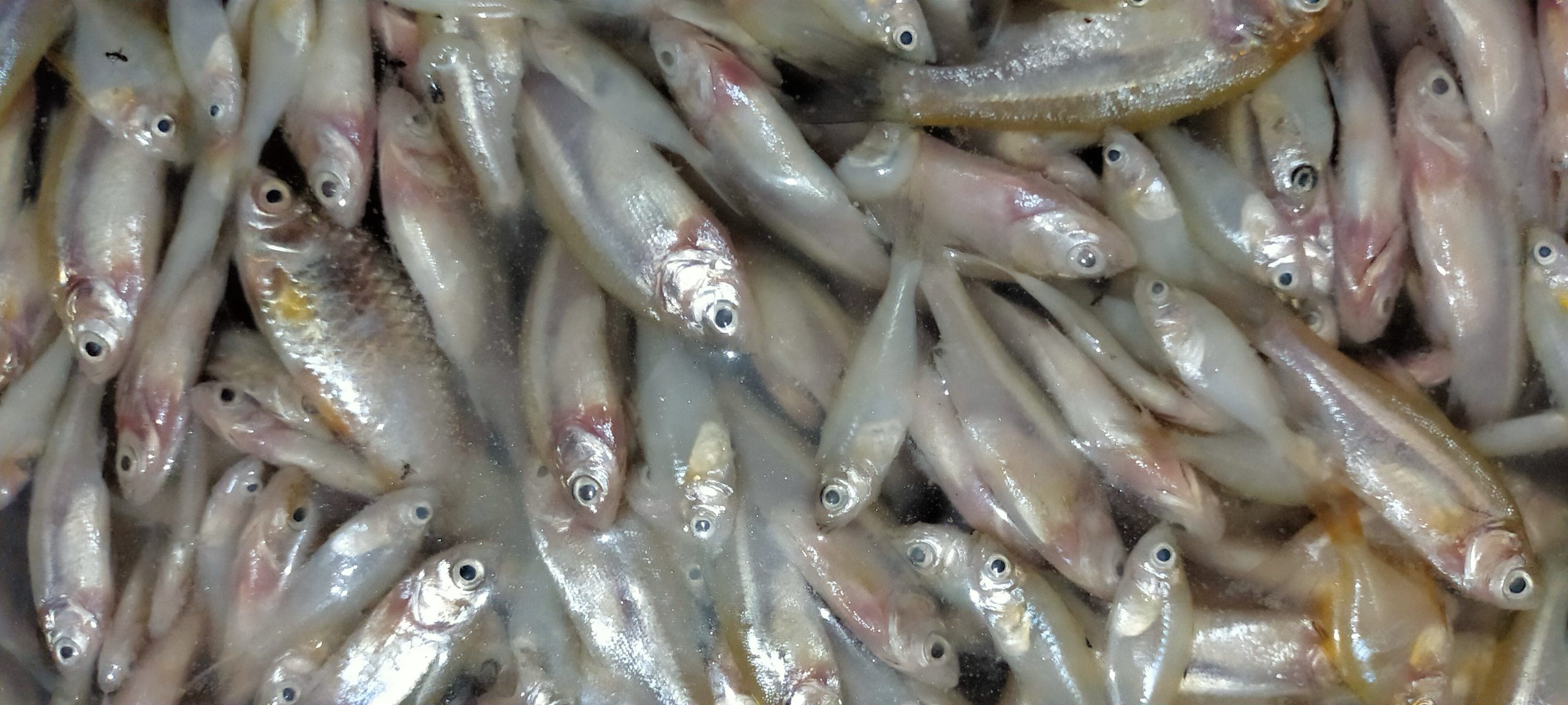Fish in a Market