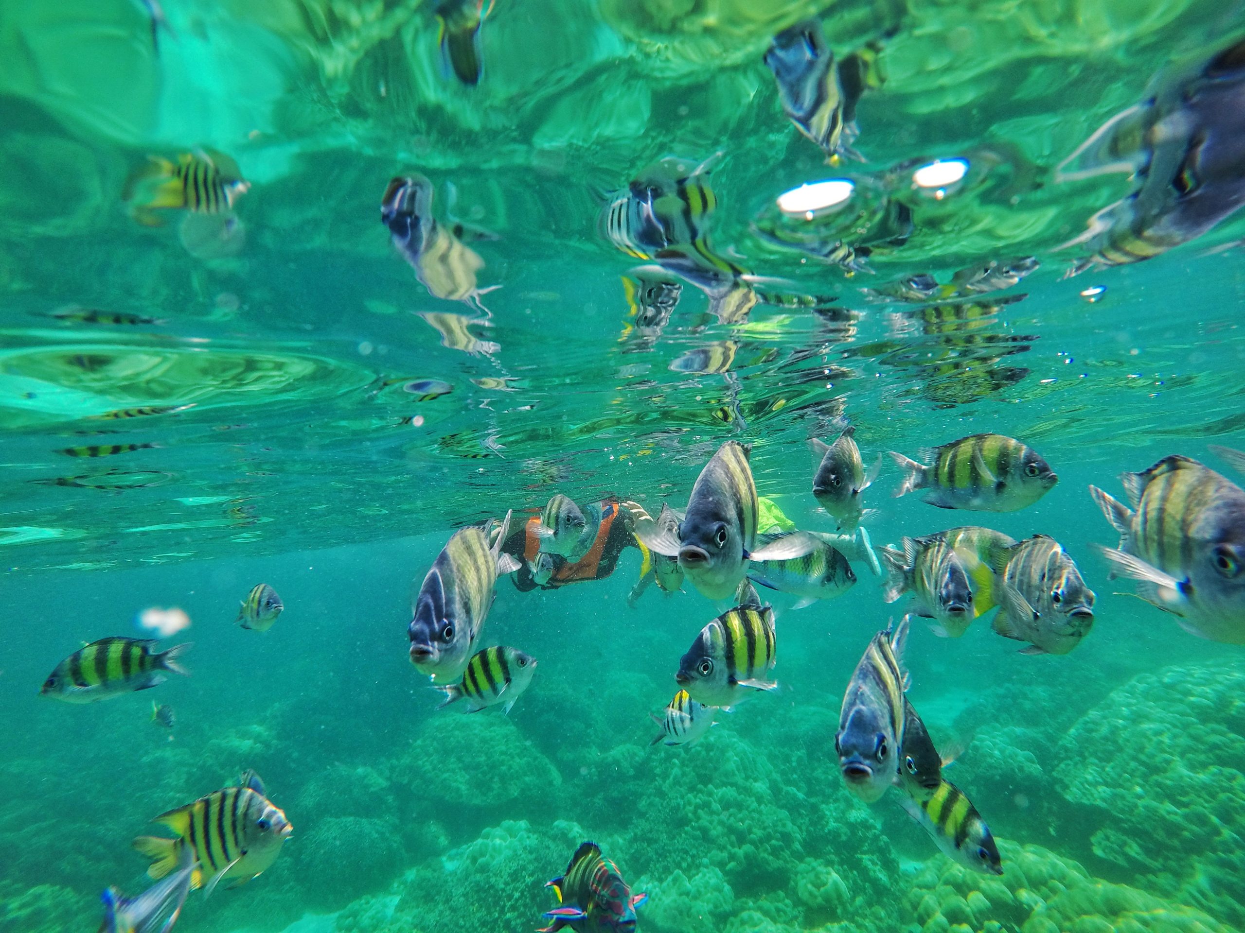 Colorful fish in water