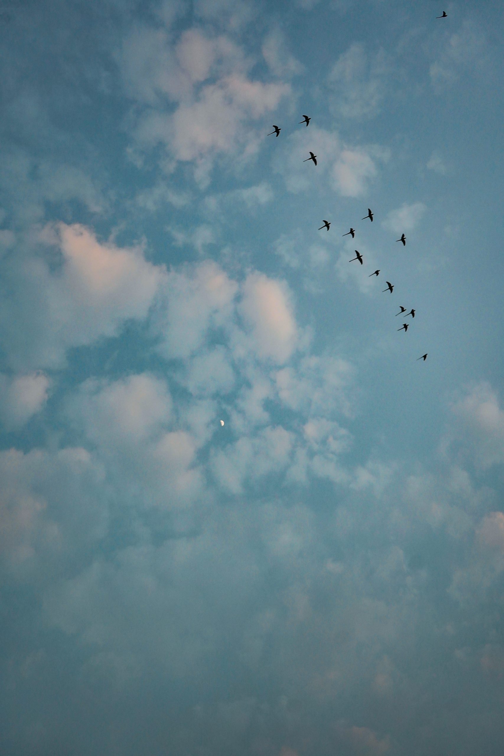 Birds Fly High In Sky