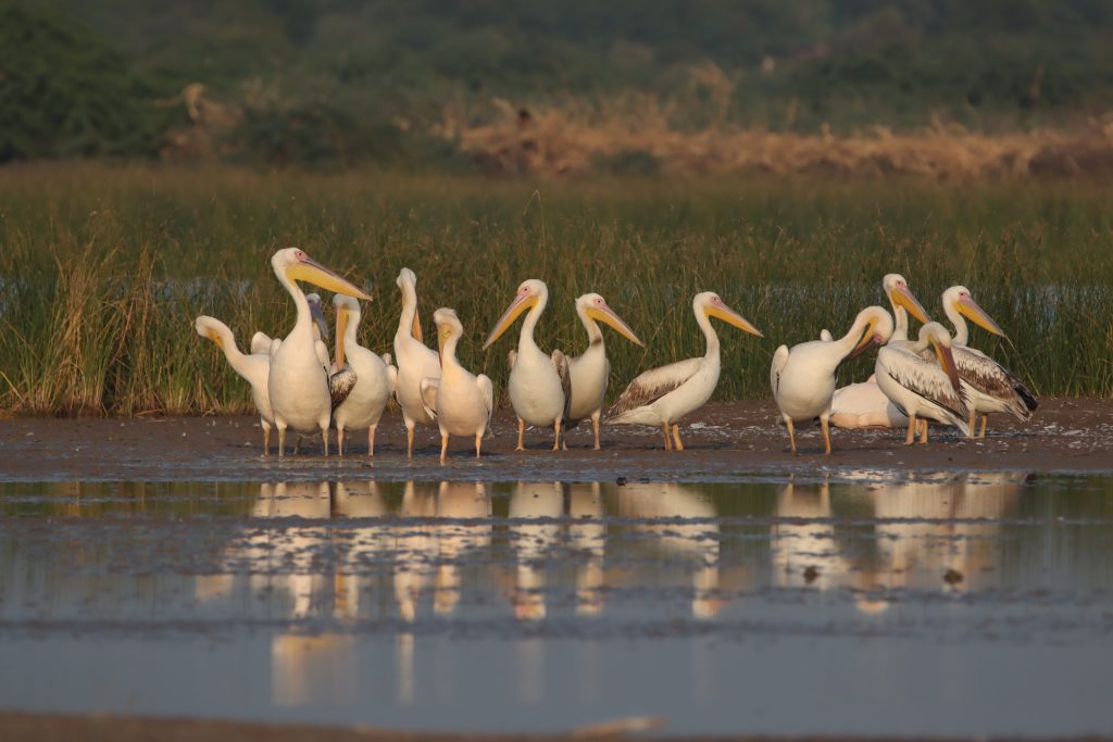 Flock of great white pelicans standing on the shore PixaHive