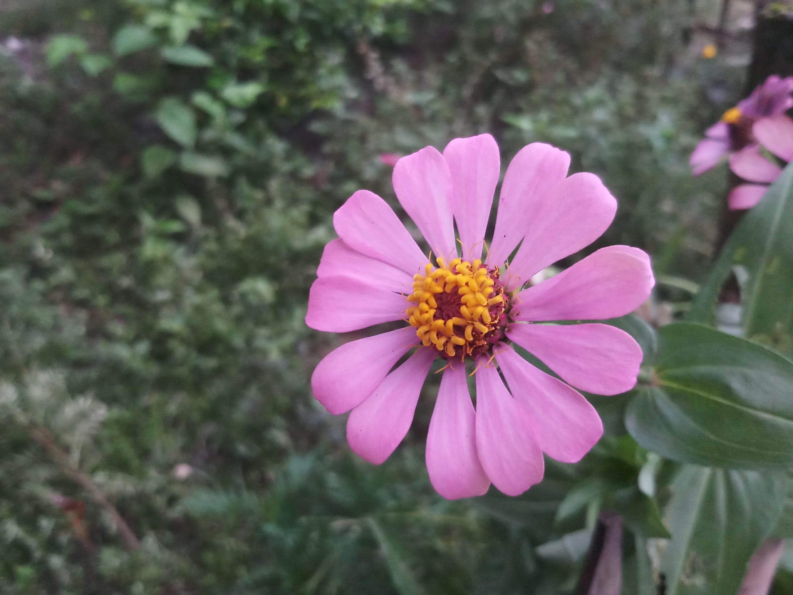 Beautiful pink flower