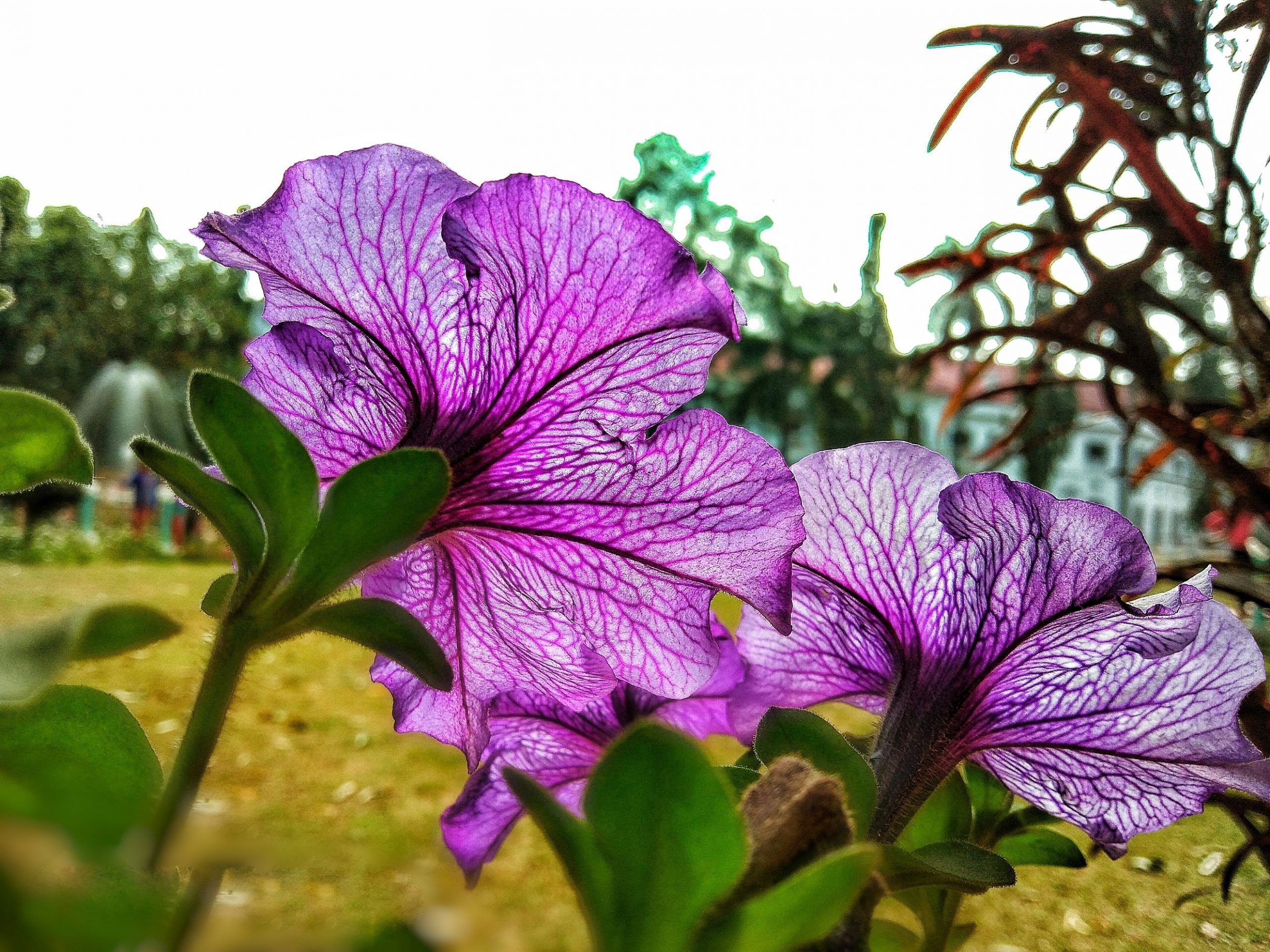 Beautiful purple flowers