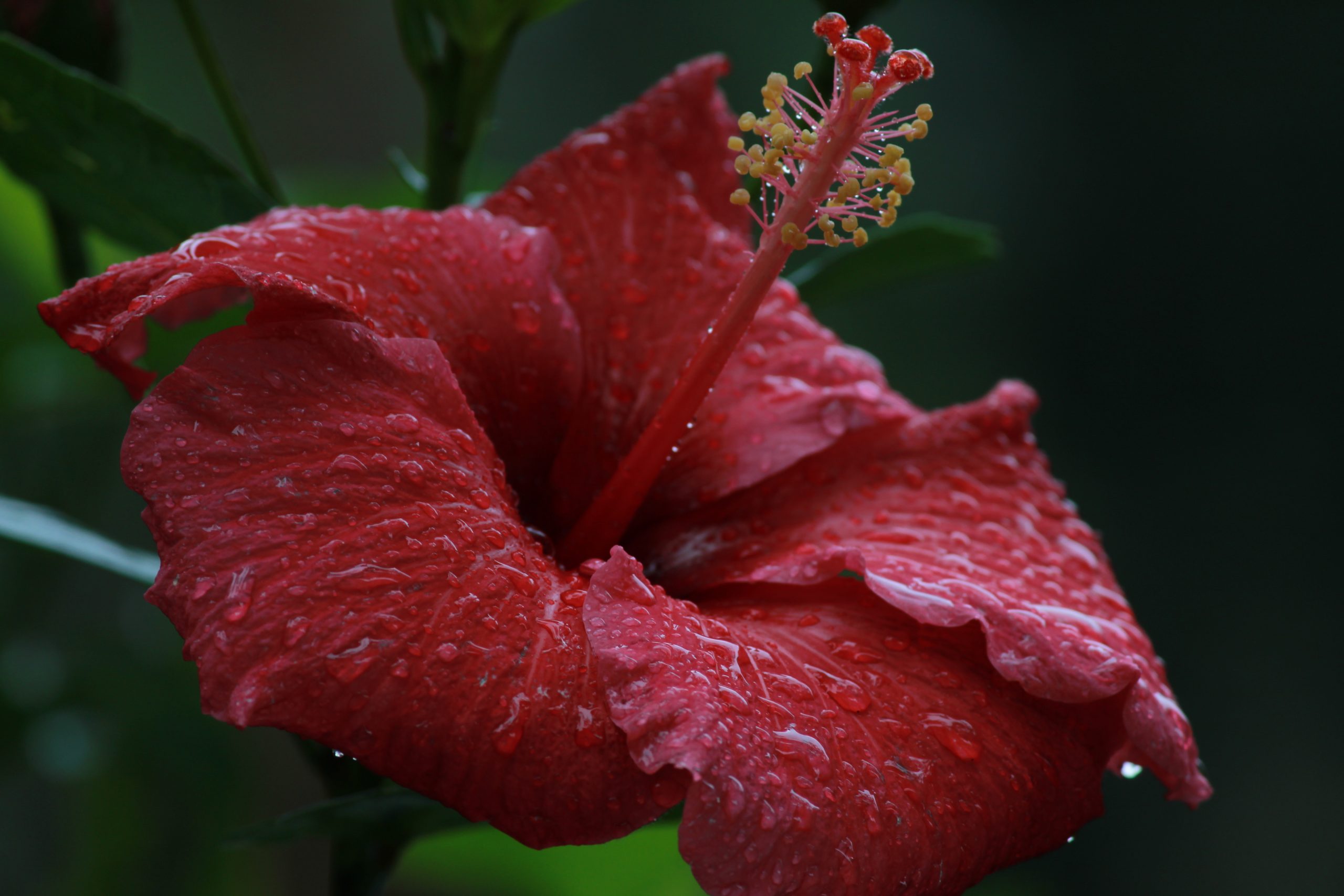 Flower (Hibiscus rosa-sinensis) Chembarathi