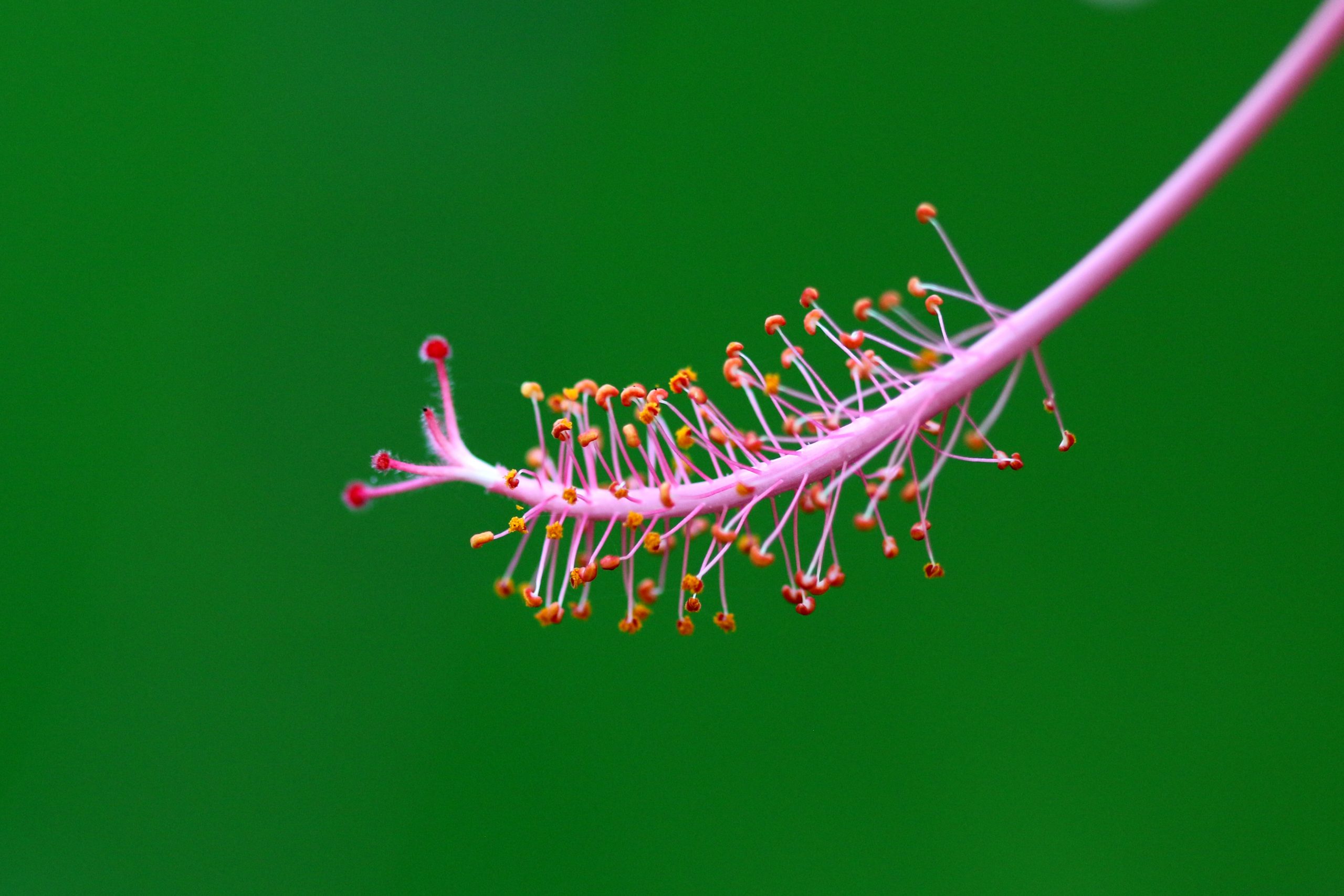 Flower Pollen