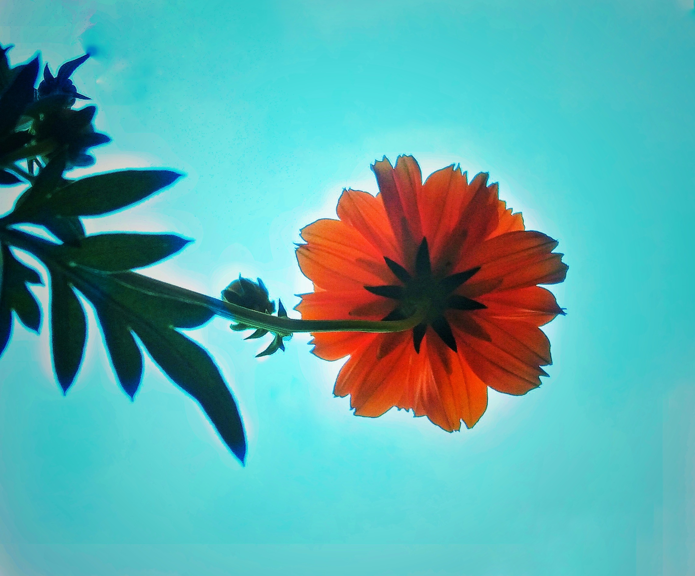 orange flower against sunlight