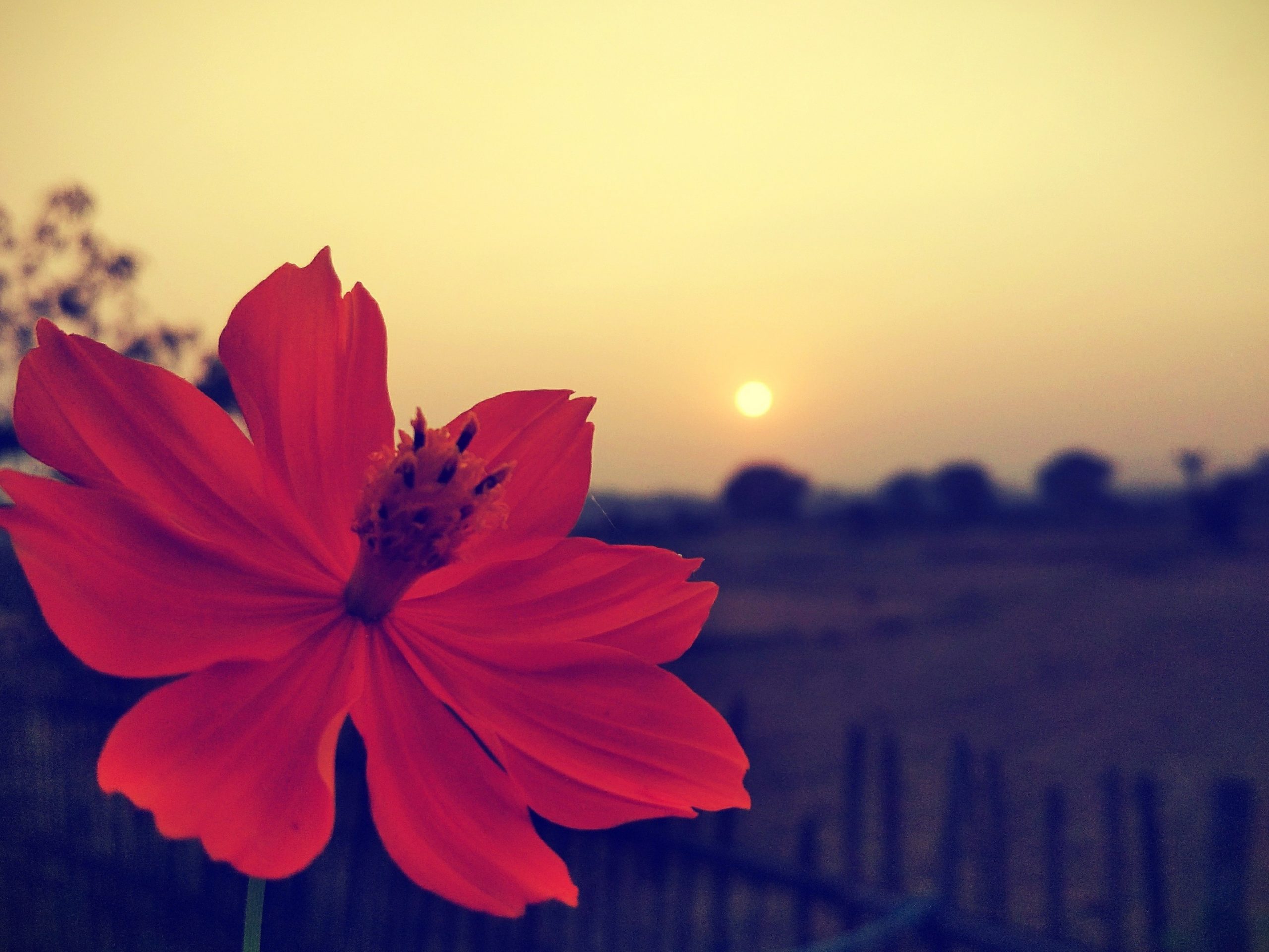 A beautiful flower during sunset