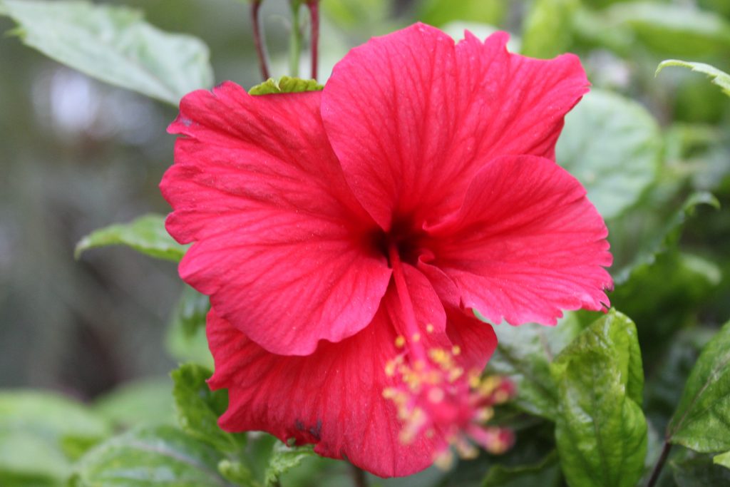 a-fresh-hibiscus-flower-pixahive