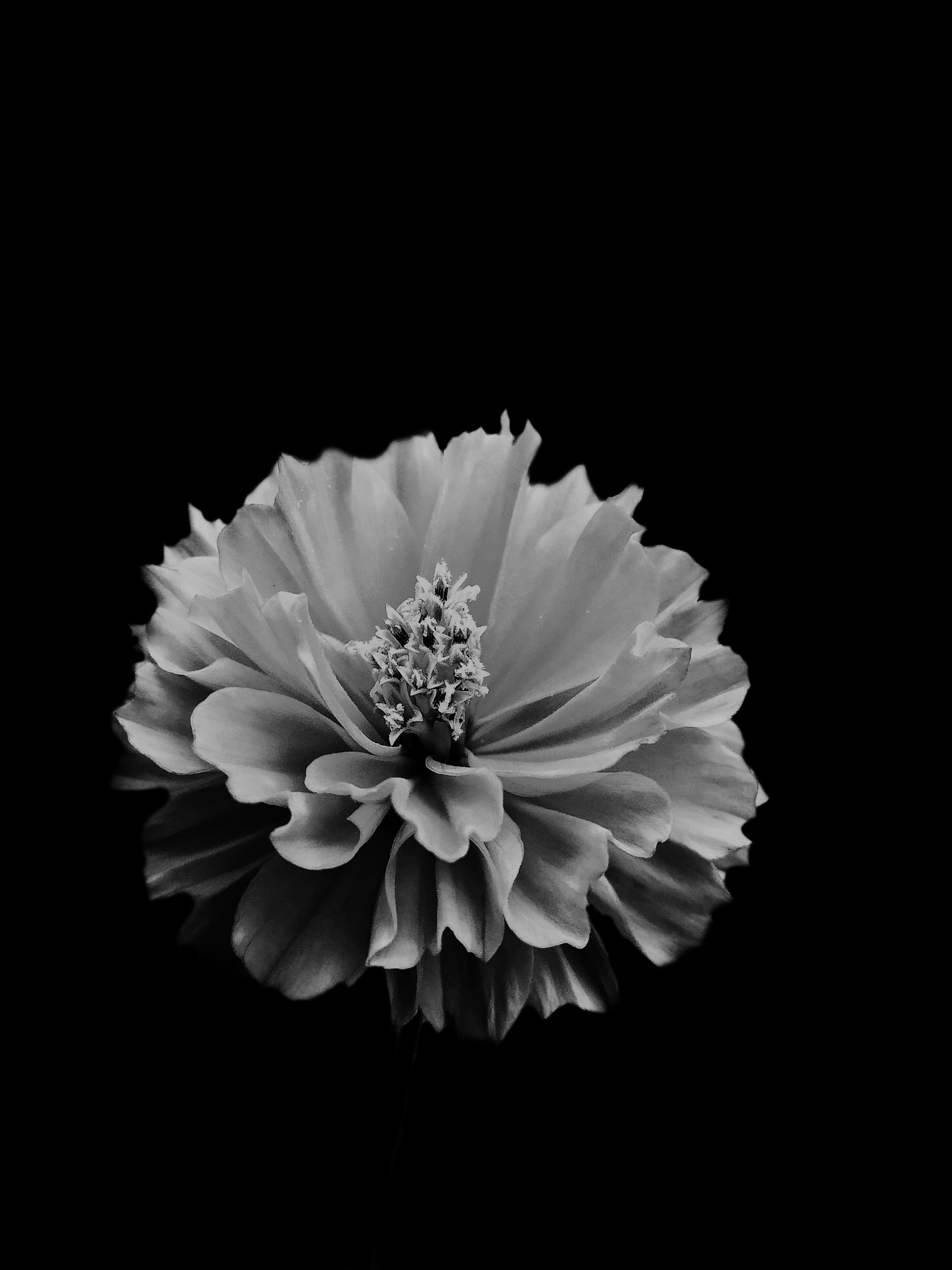 Flower in dark place