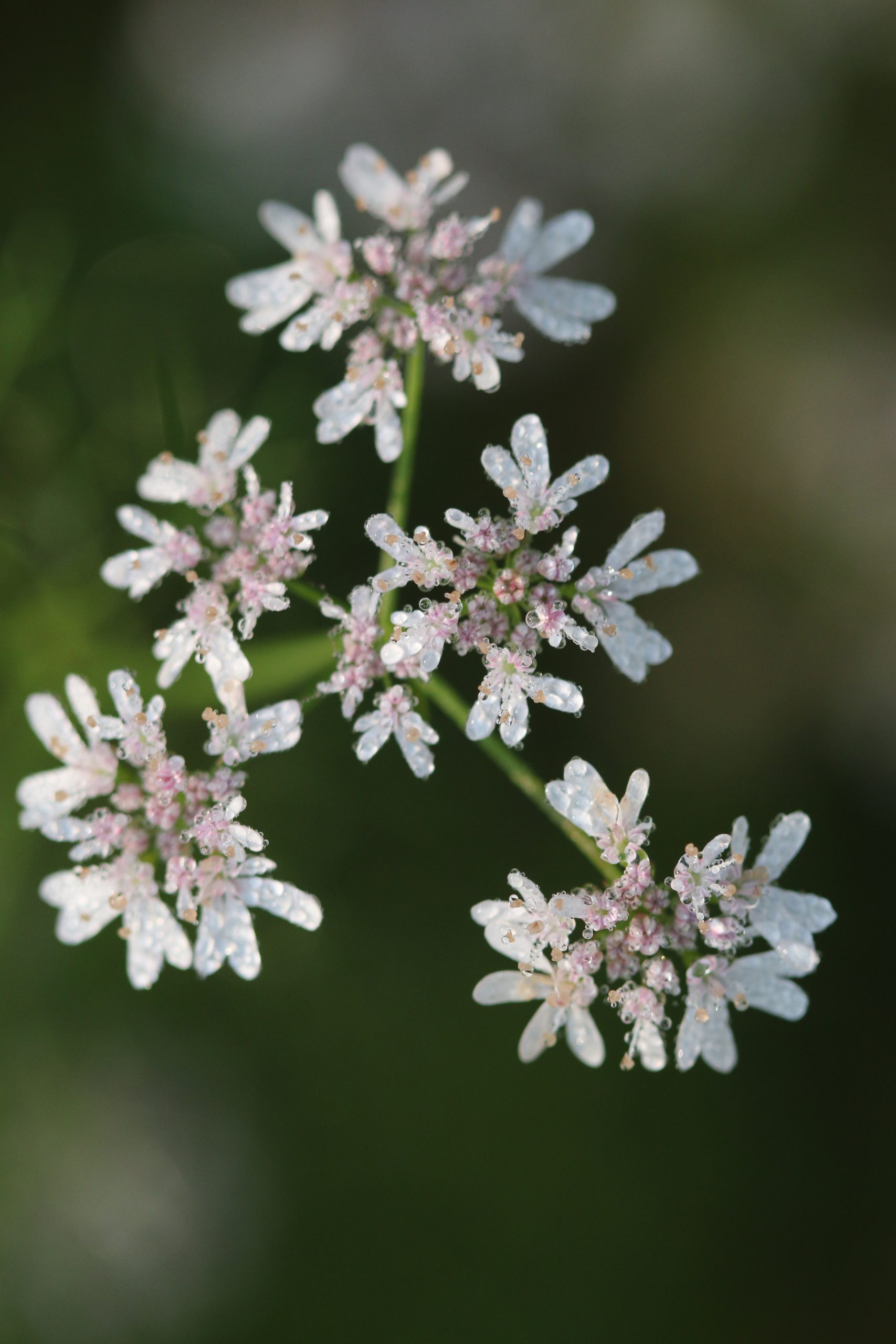 Splendid white flowers with dew.