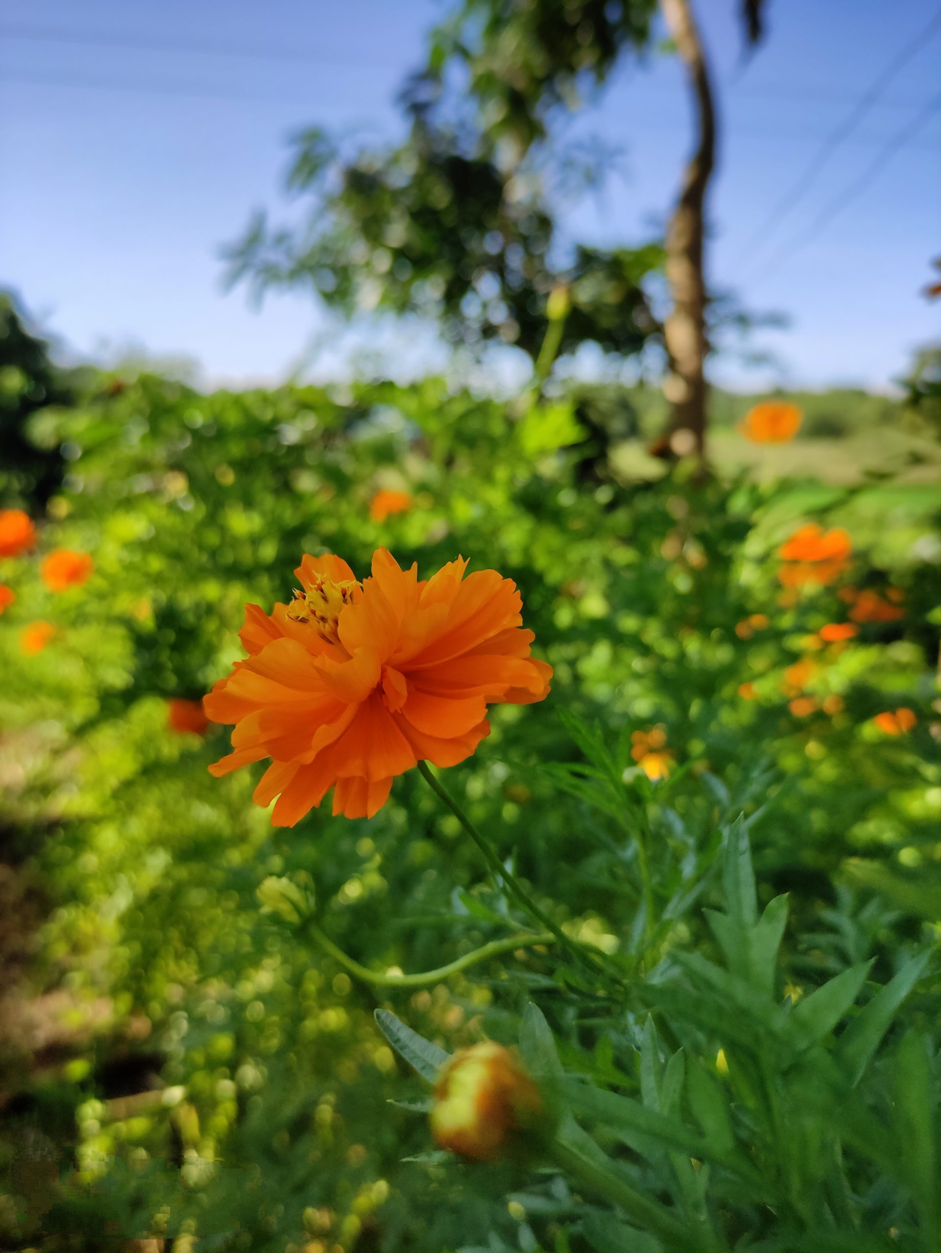 Flower in the Garden