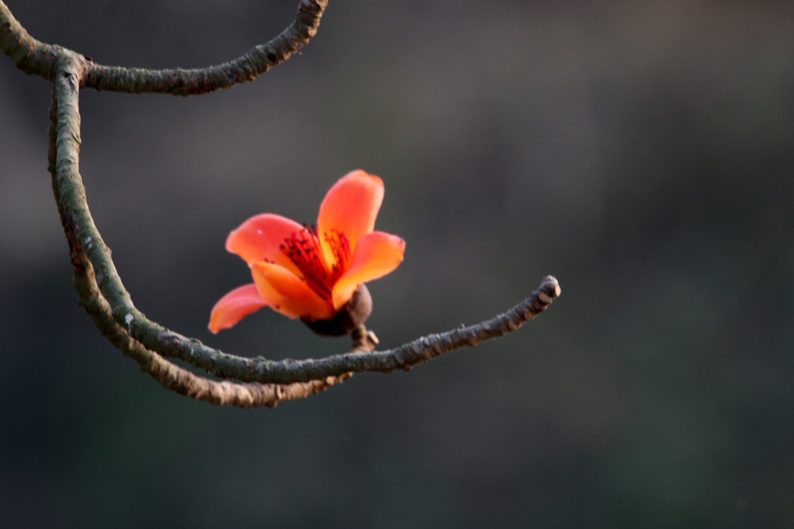 Flower in the Branch on Focus