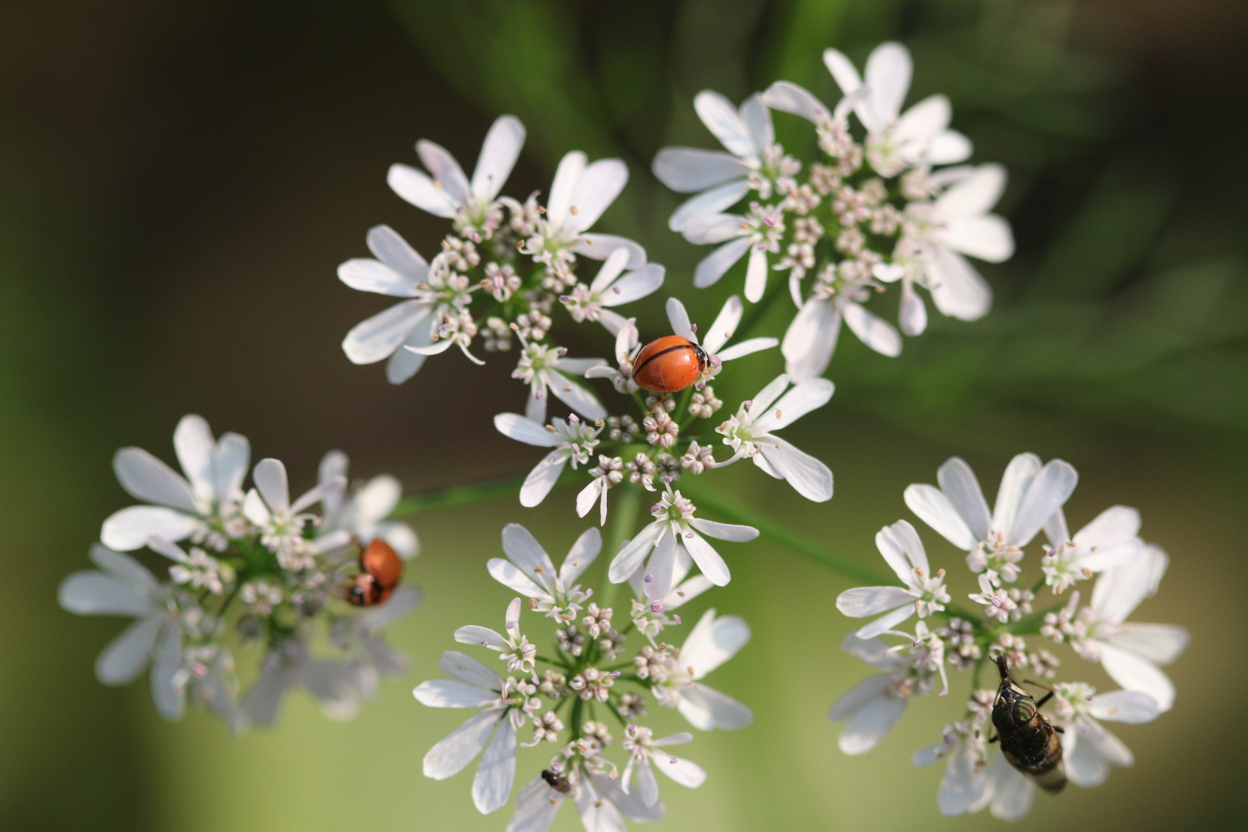 Ladybugs sitting on white flowers.