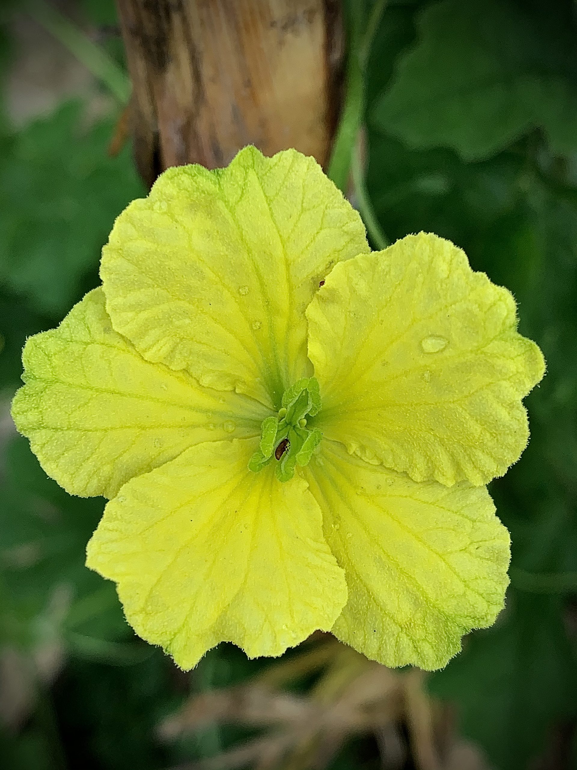 A yellow coloured flower