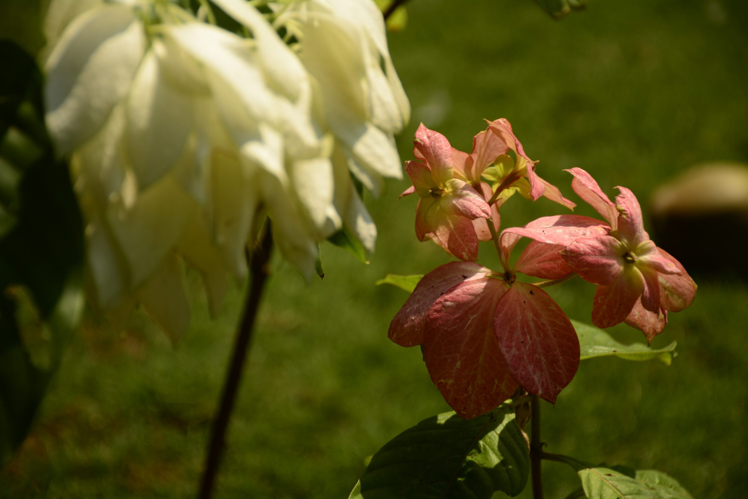 Flowering plants