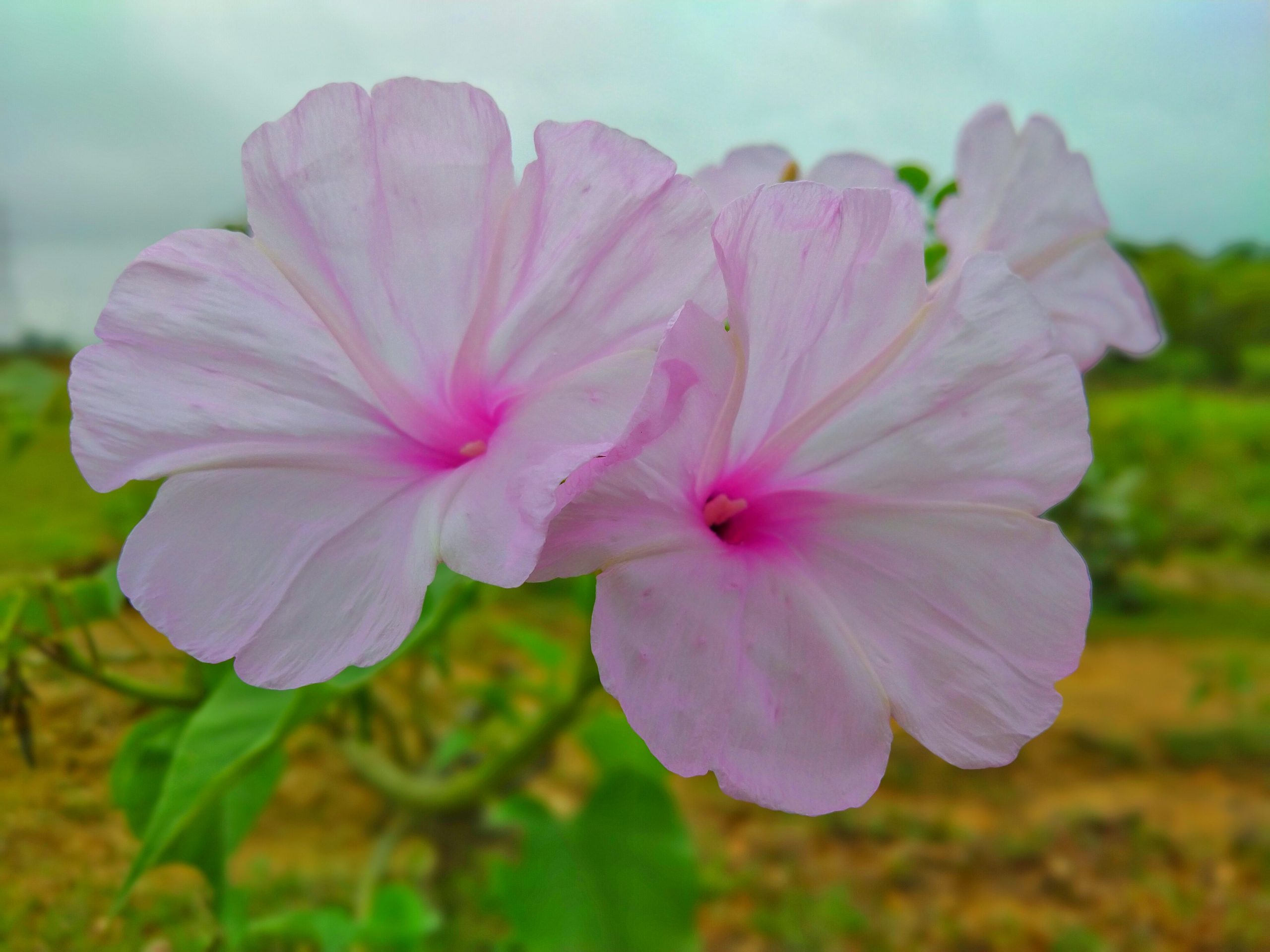 Geraniaceae Flower