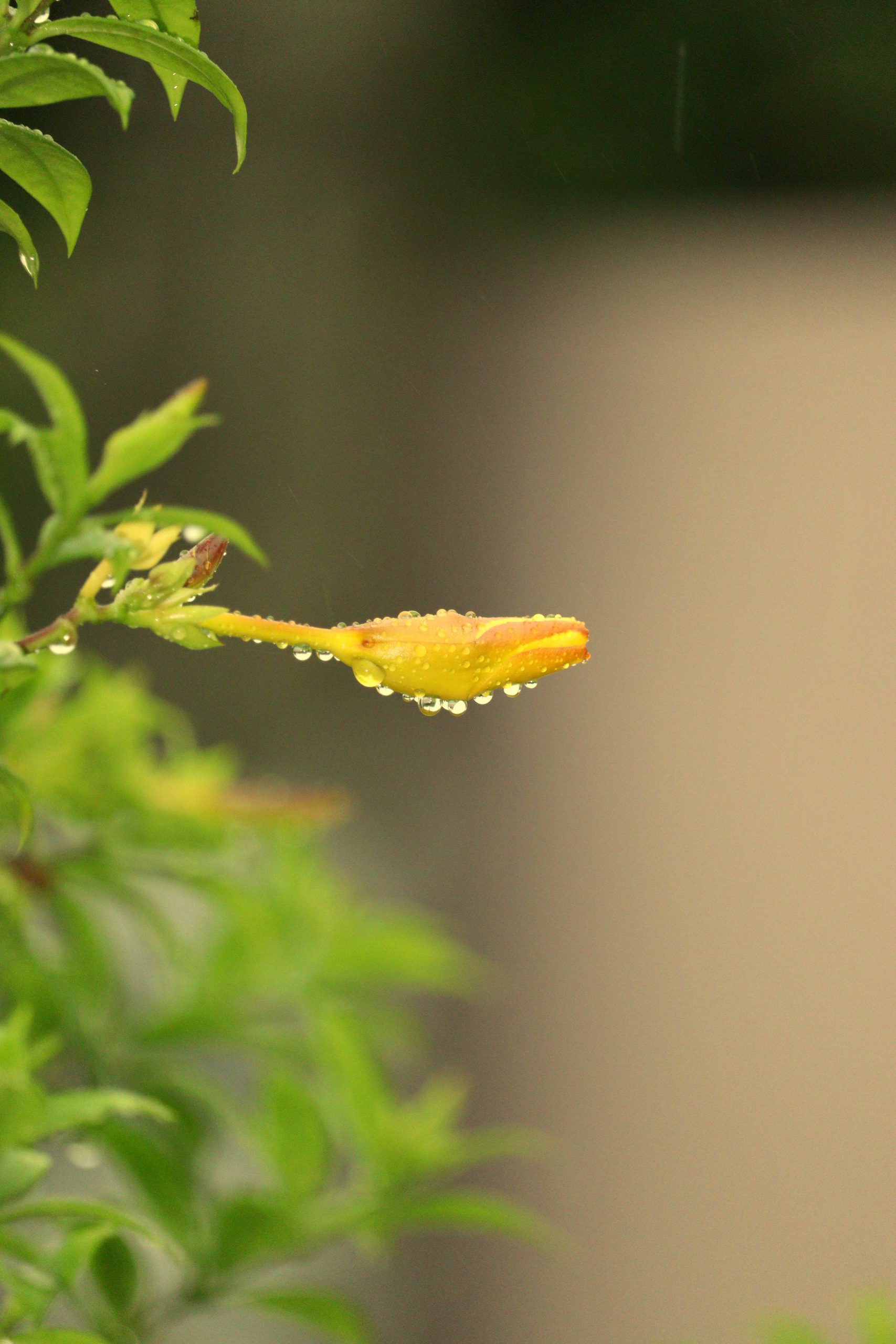 Dew on a flower bud