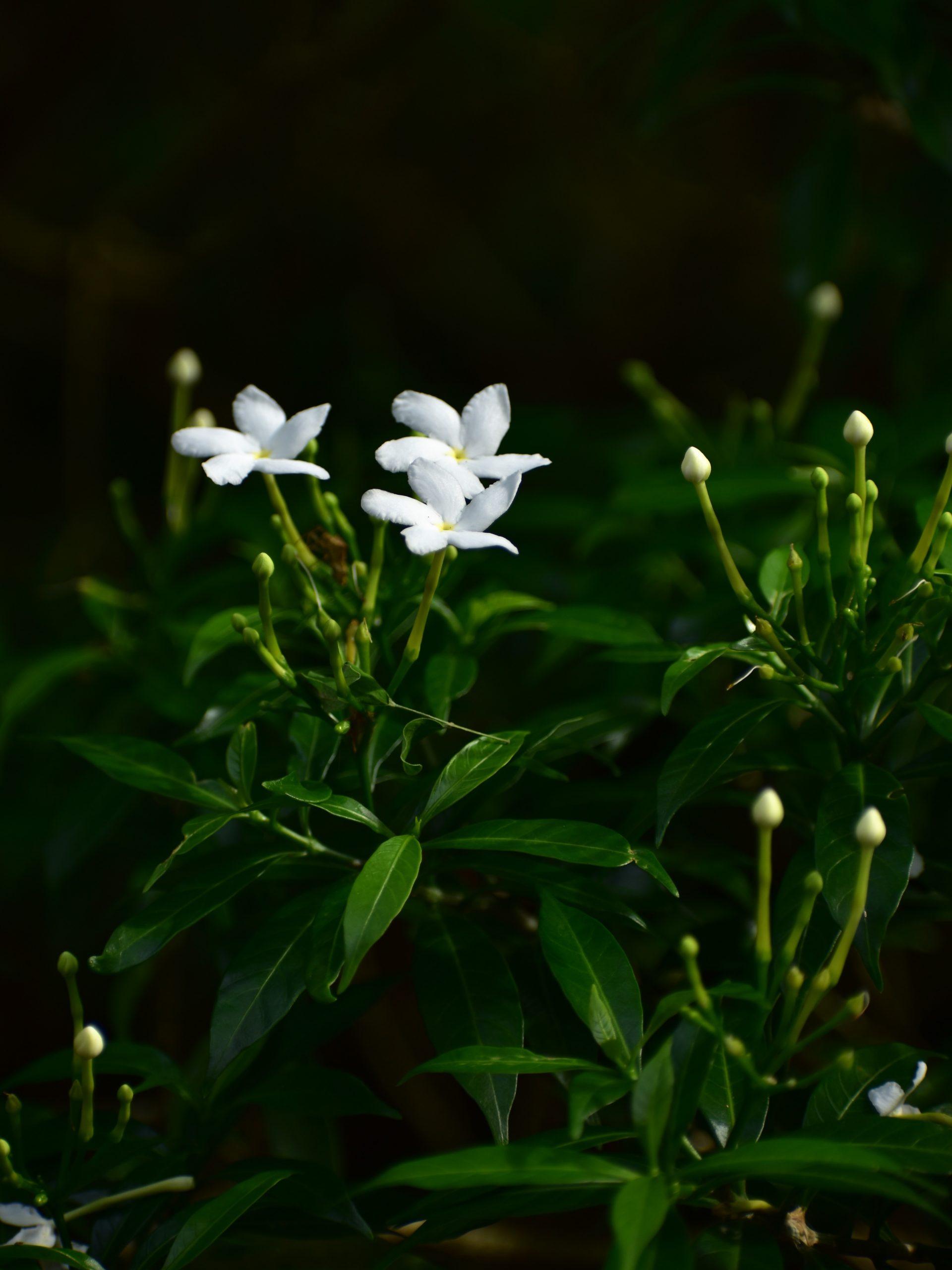 Flowers of tomorrow