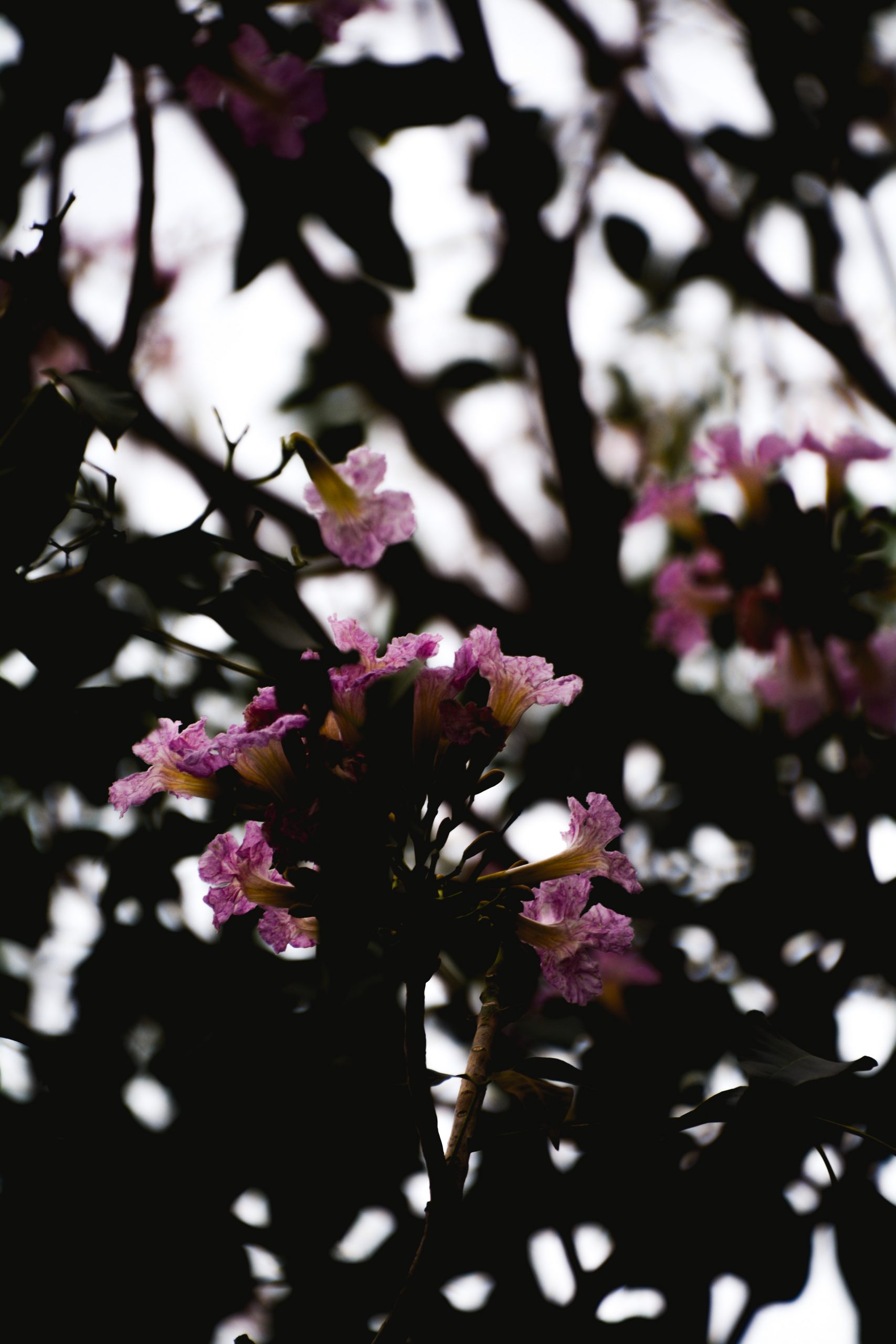 Flowering plant