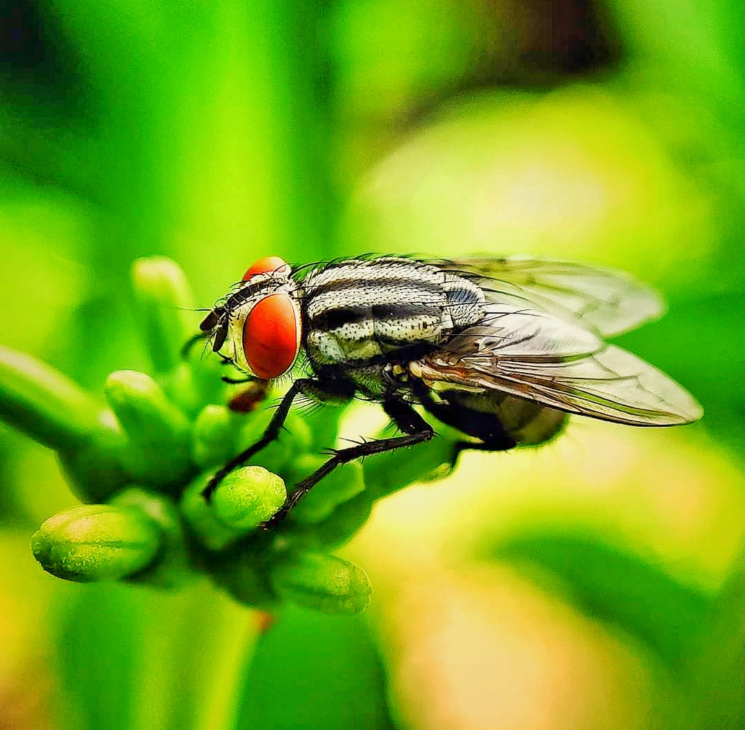 Fly on Focus