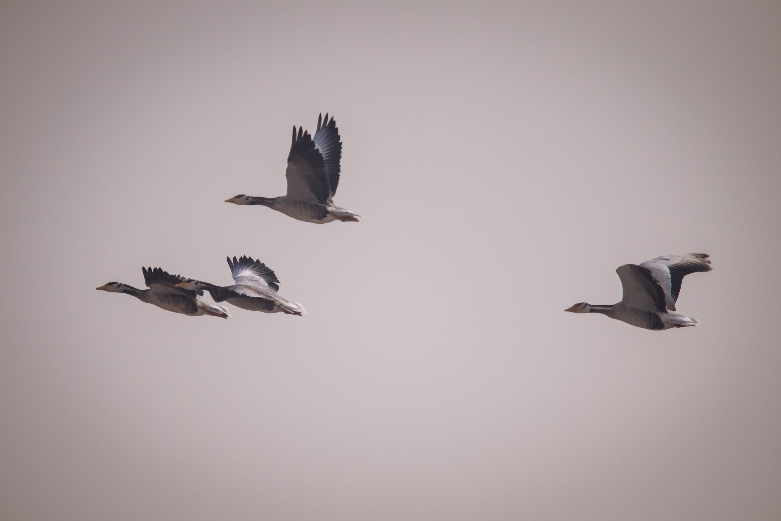 A flock of flying birds