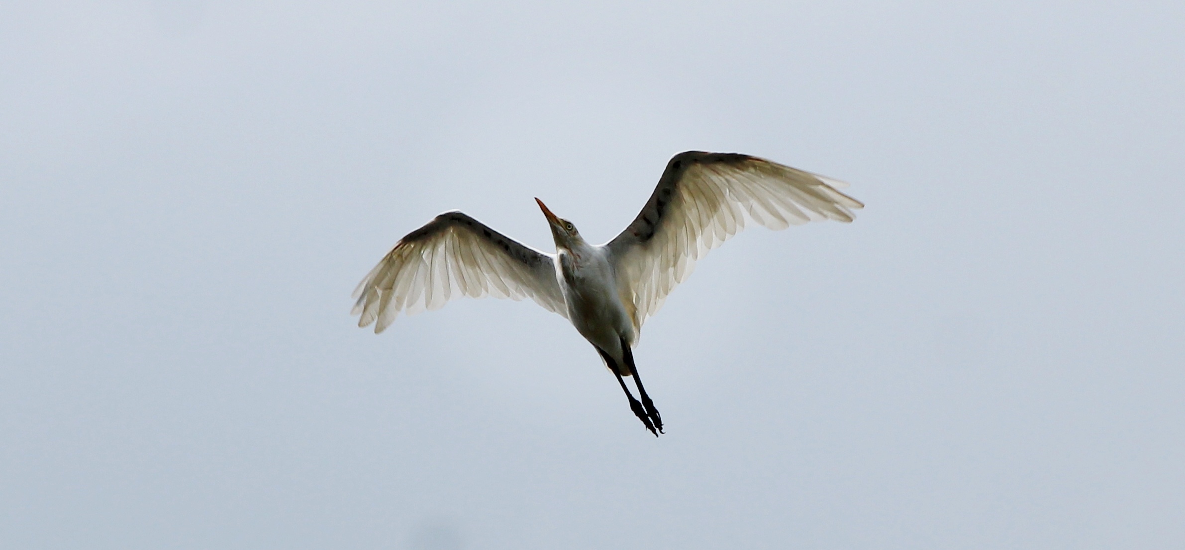 Gannet flying at the sky