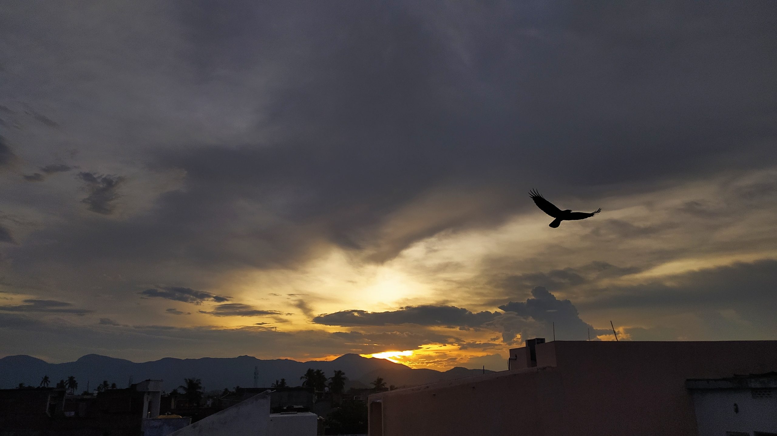 eagle flying at sunset