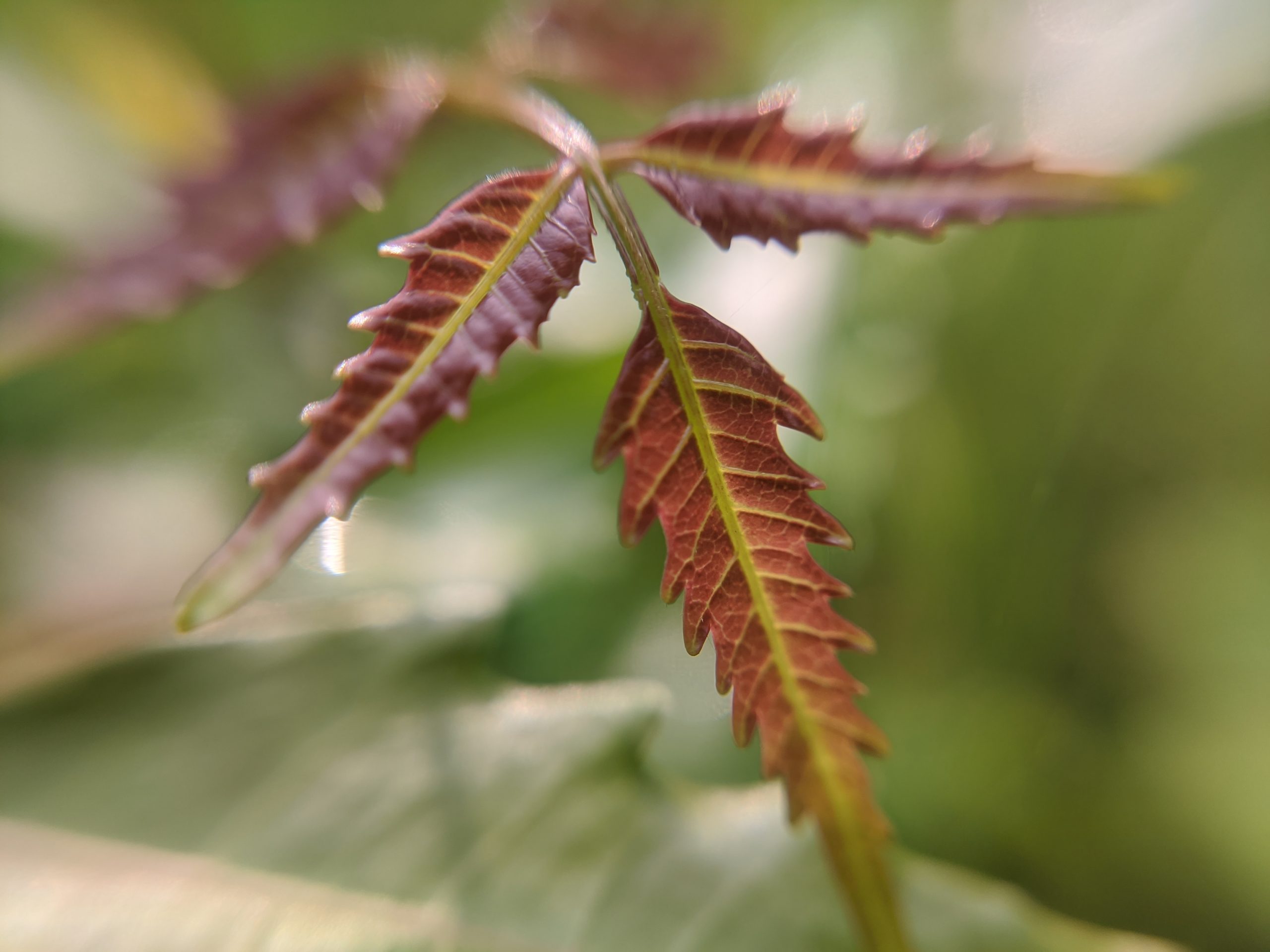 Foliage