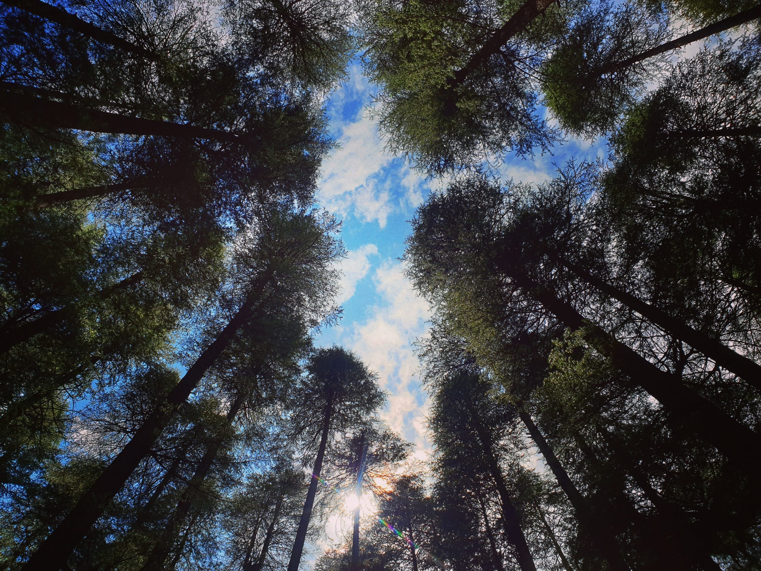 A picture showing tall trees and the sky