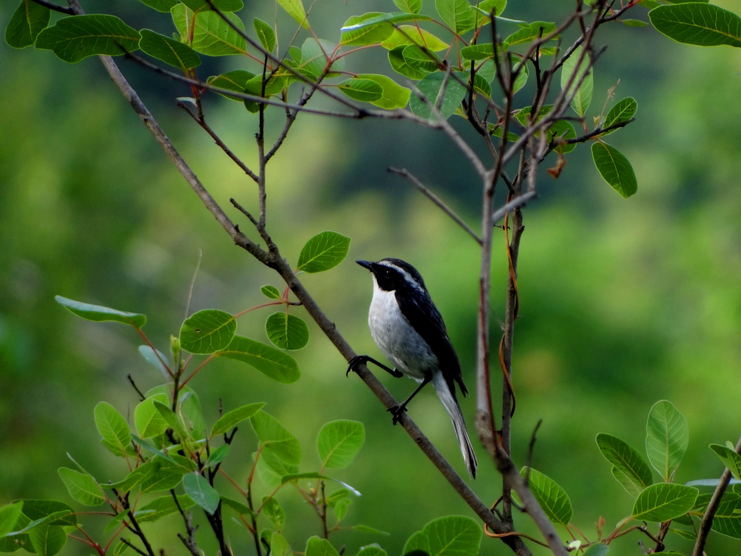 Forest Song Bird