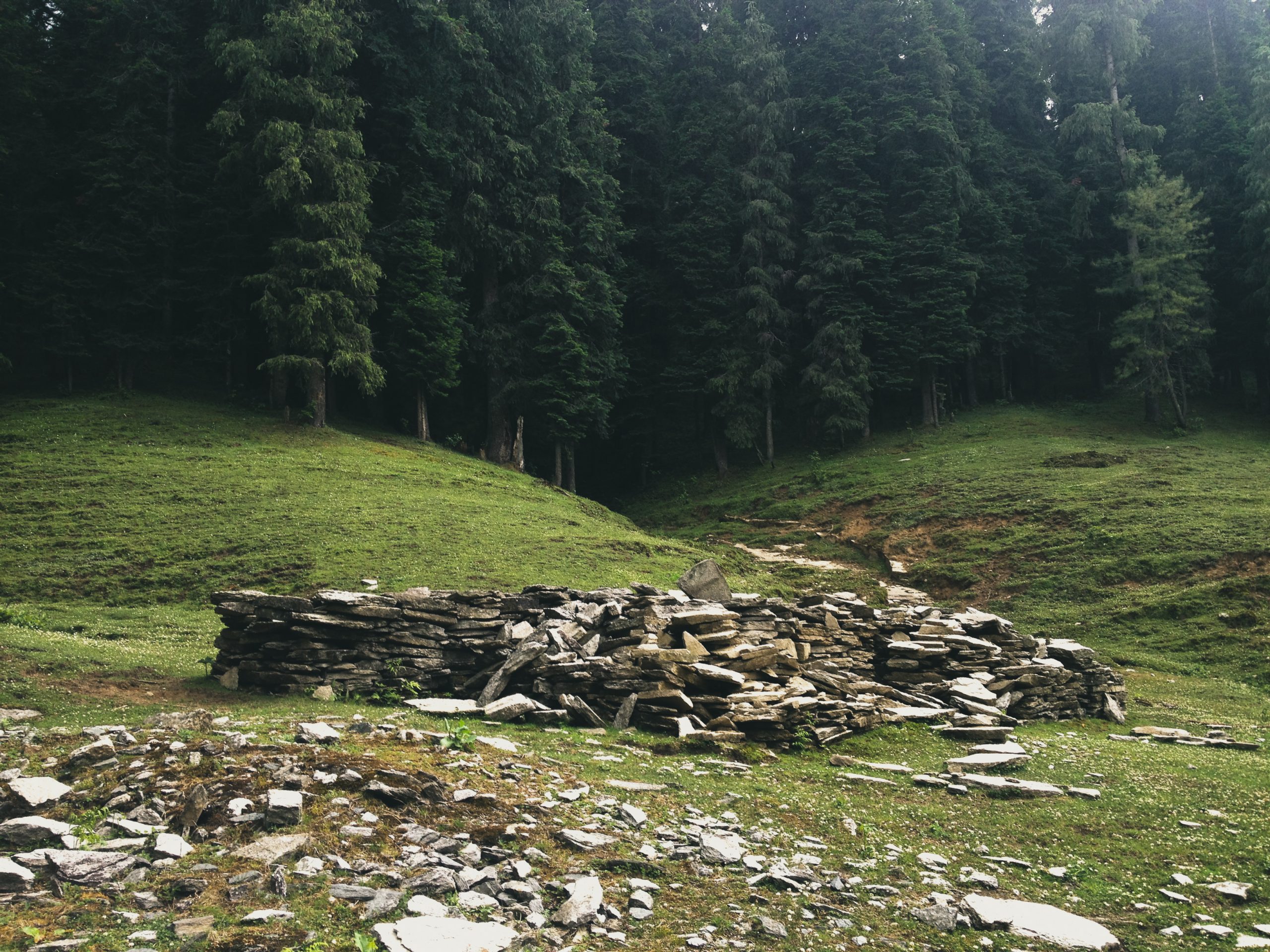 Forest and Grassland